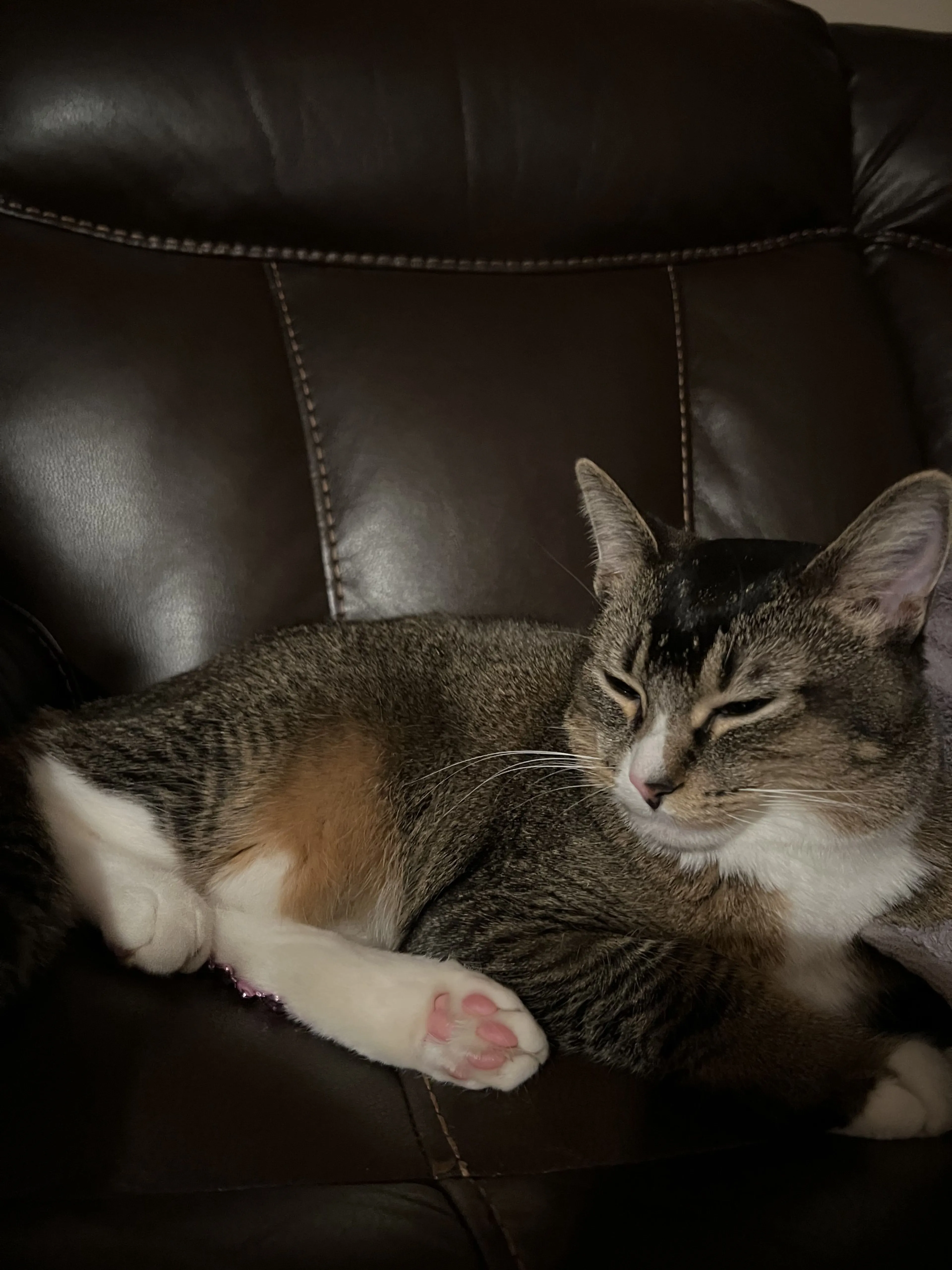 Lost pet-2