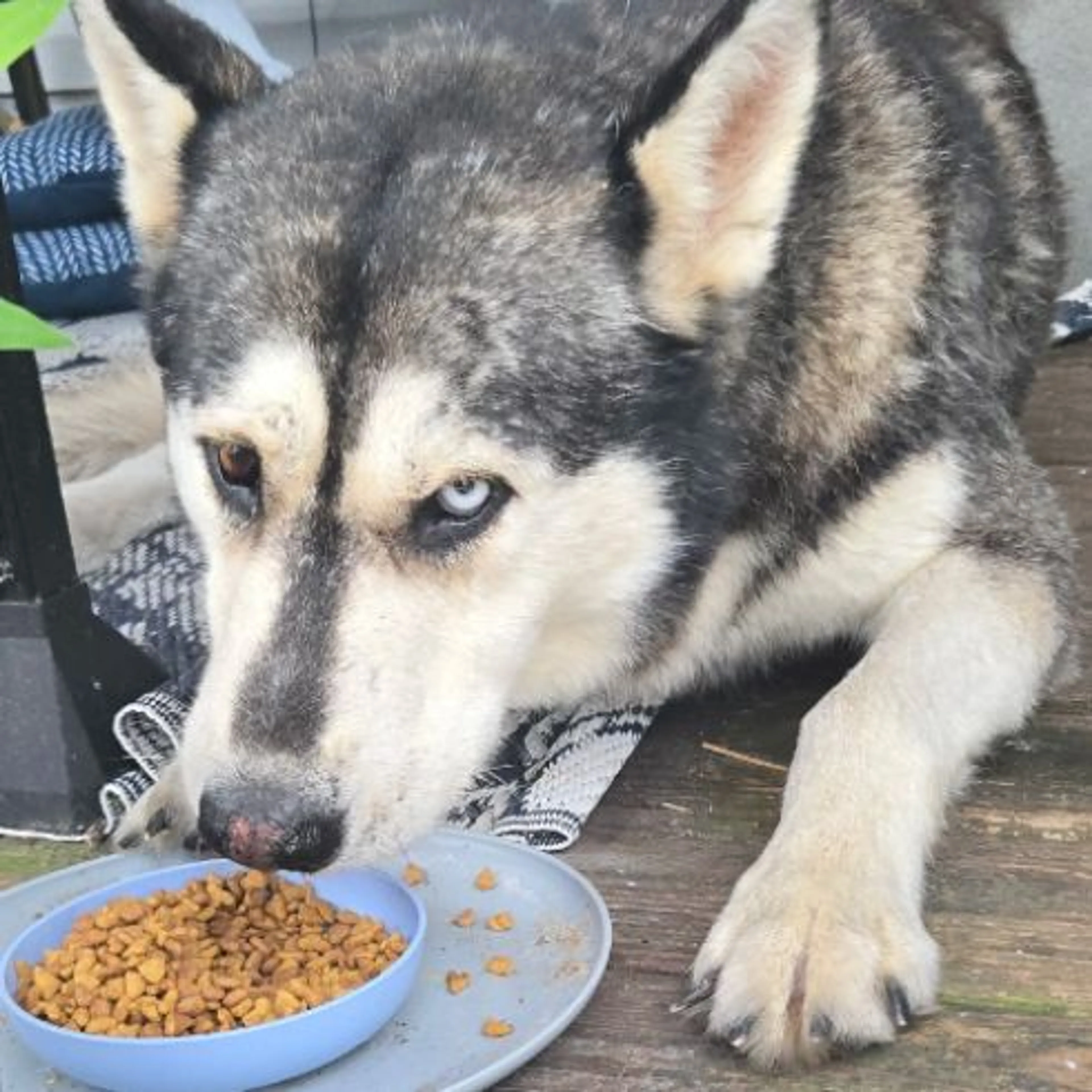 Found pet
