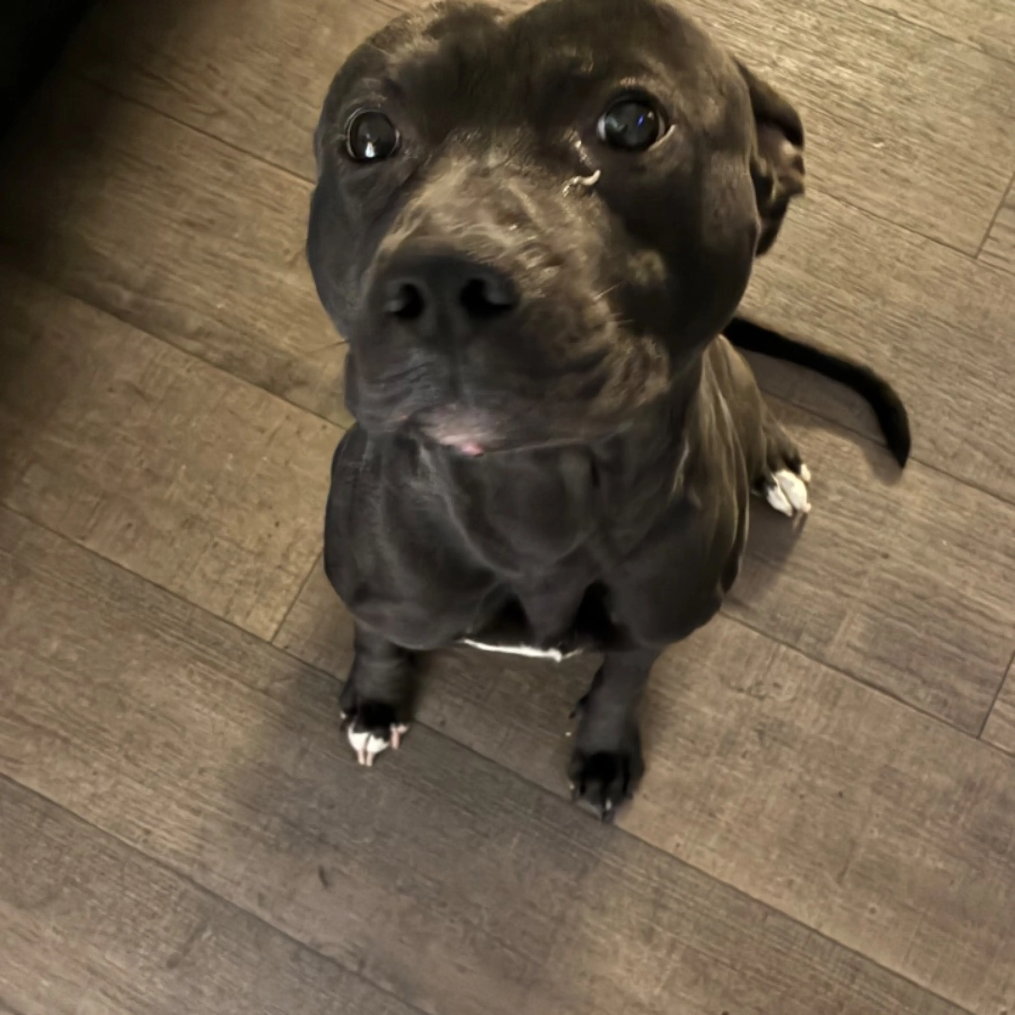 Found pet