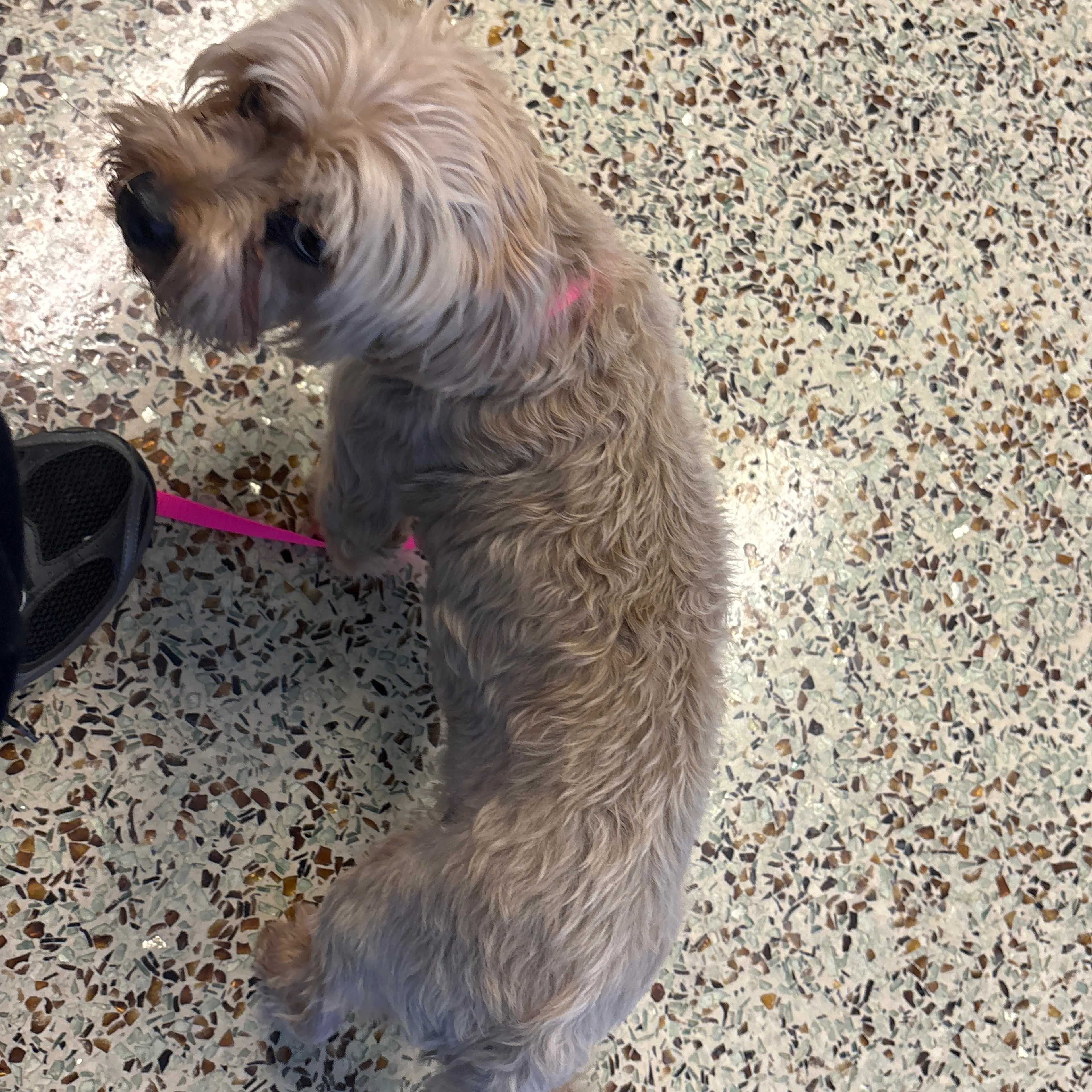 Lost pet-1