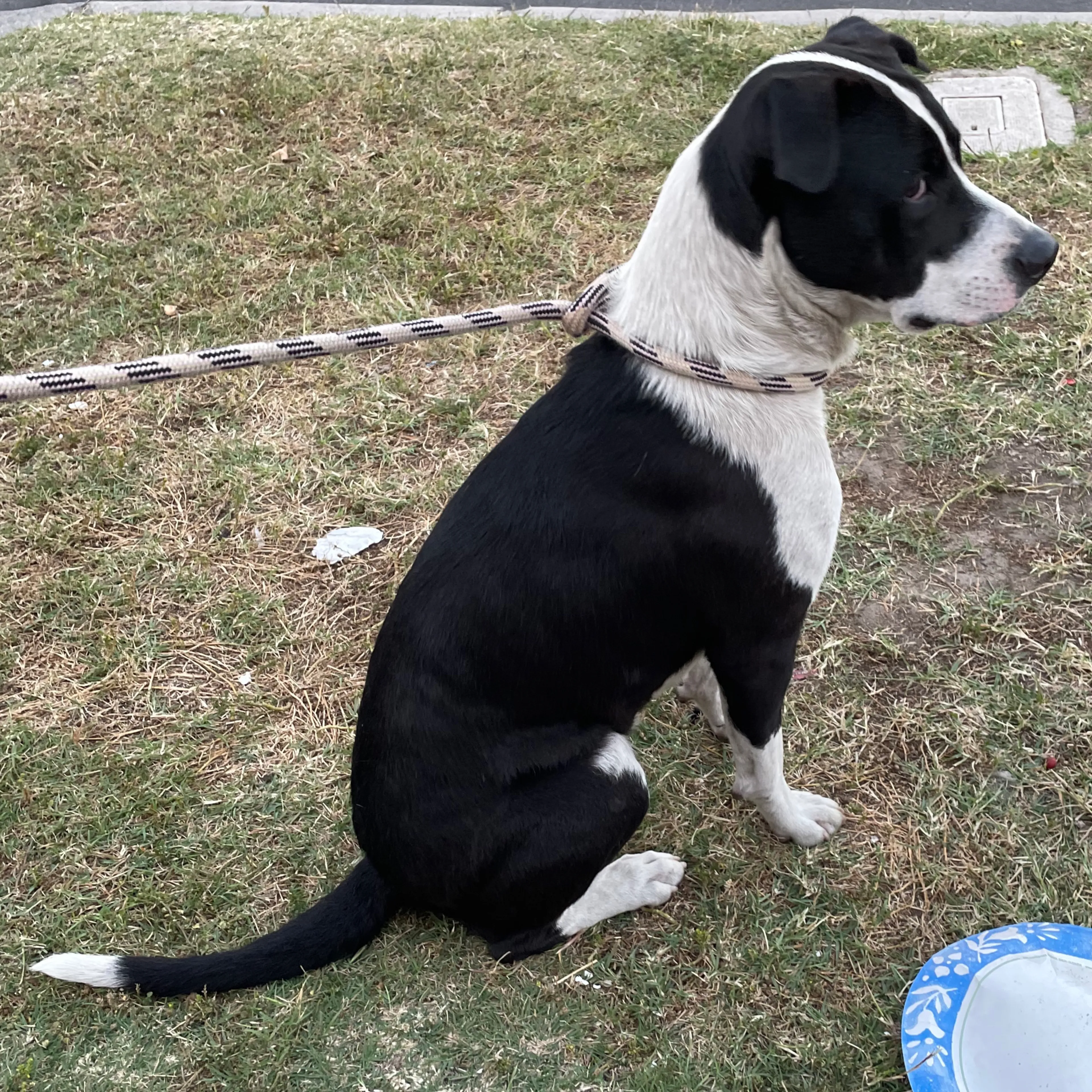 Found pet-1