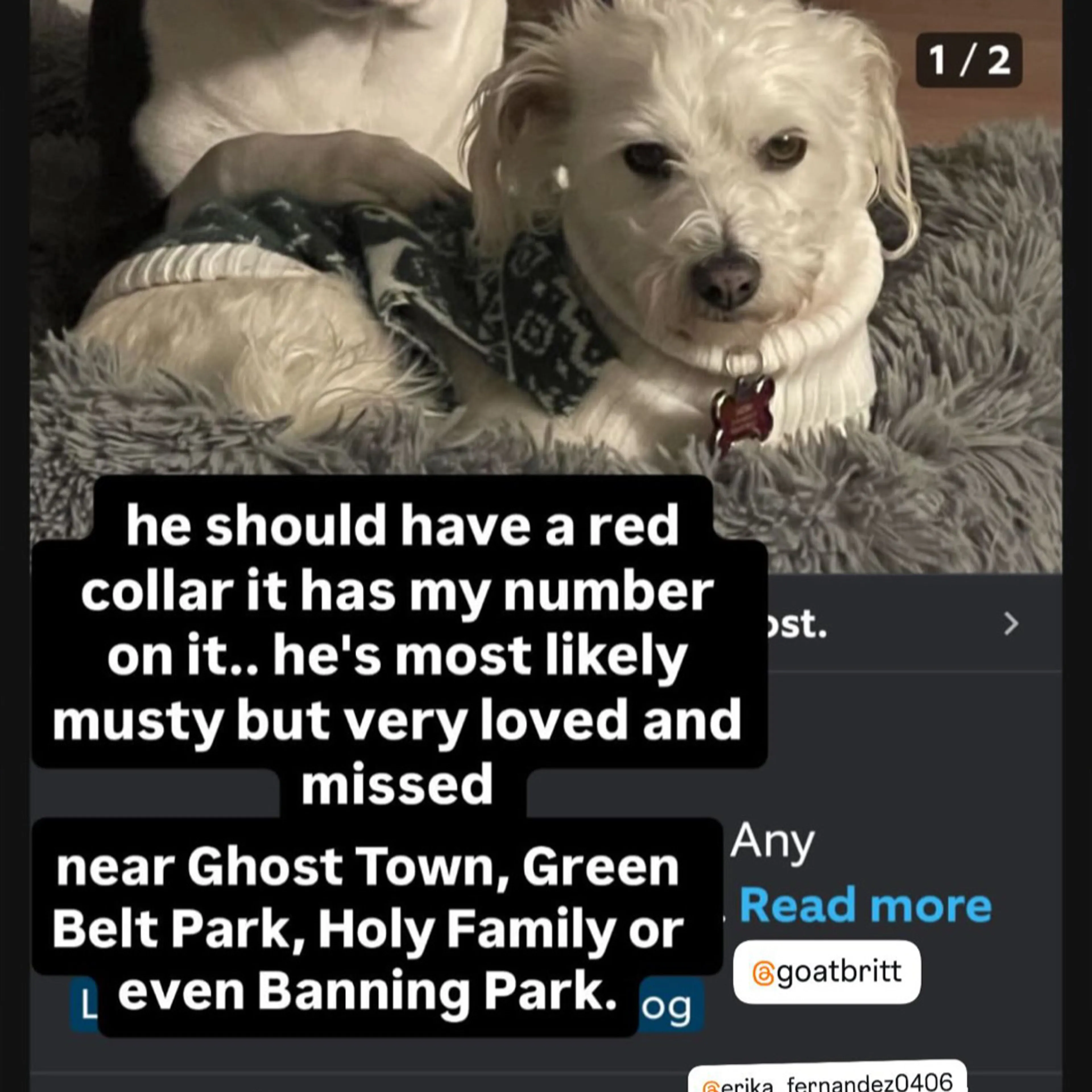 Lost pet-1