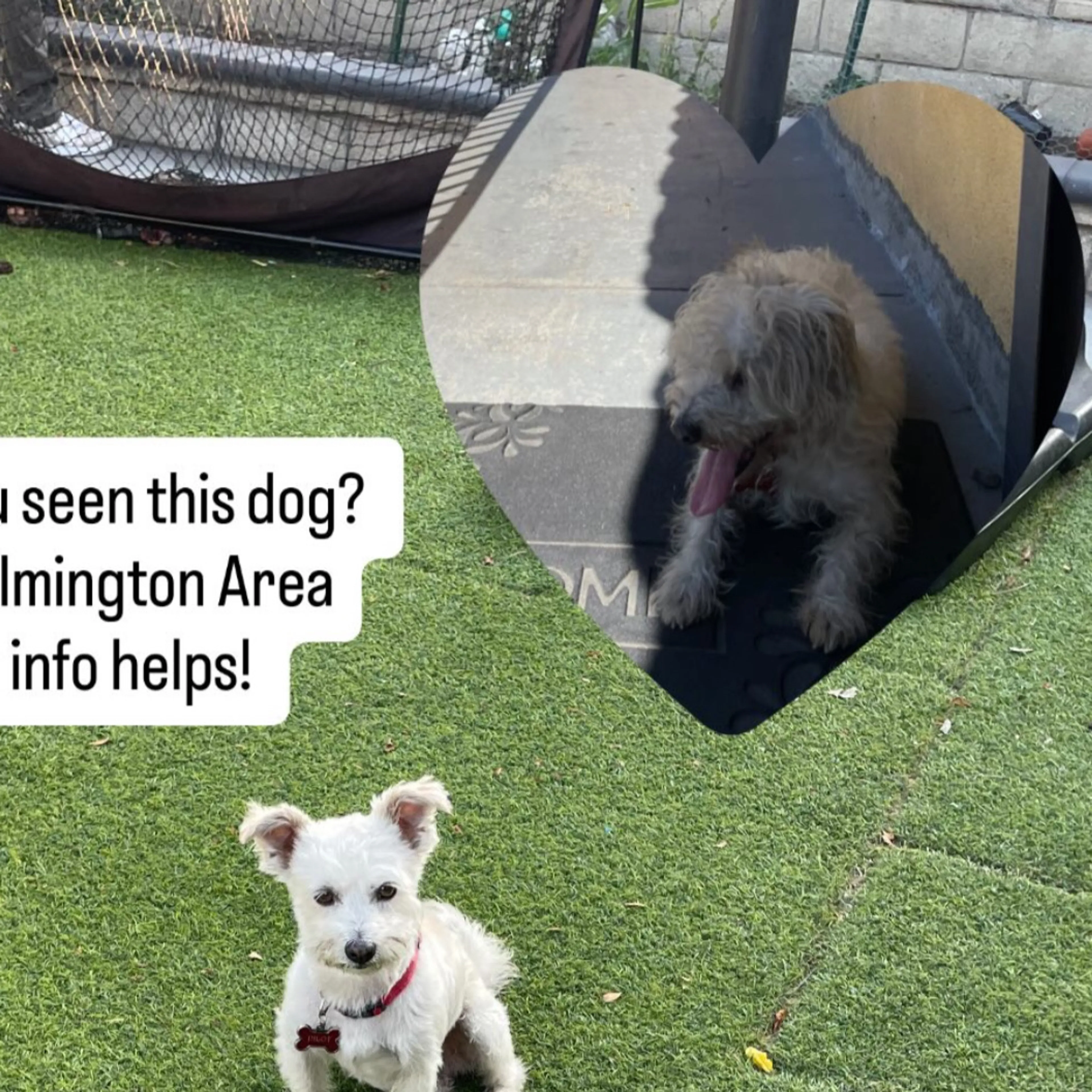 Lost pet-2