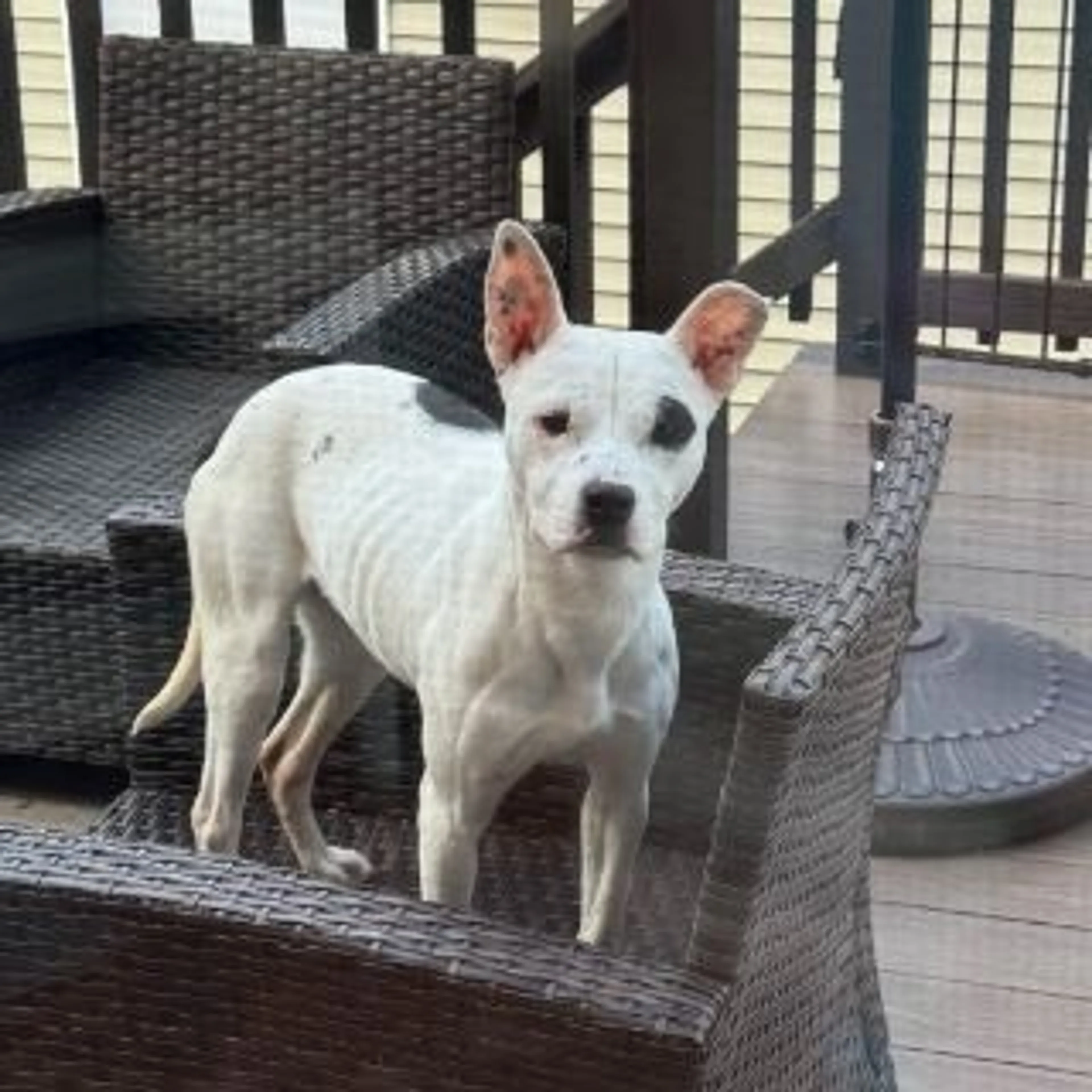 Found pet