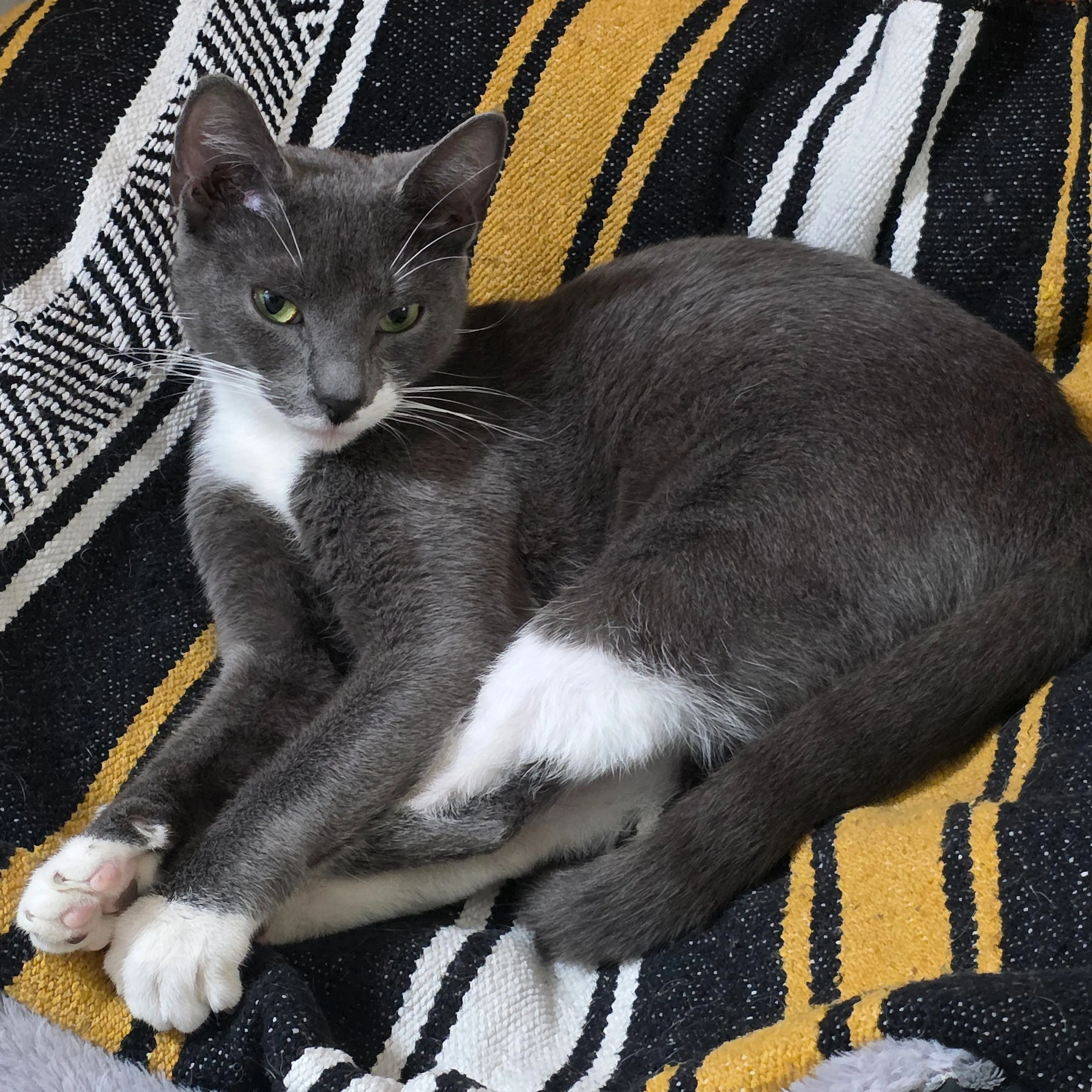 Found pet-2