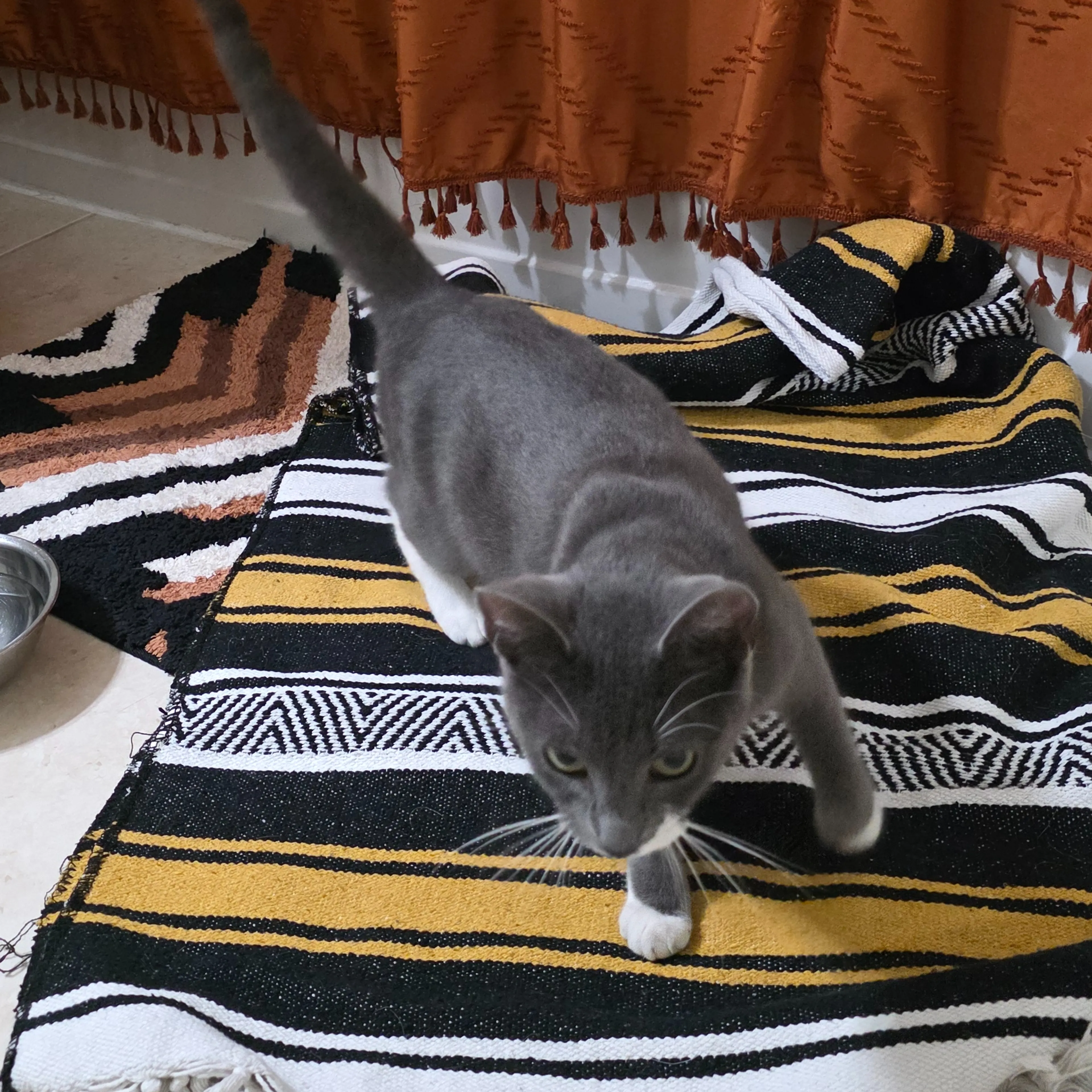 Found pet-1