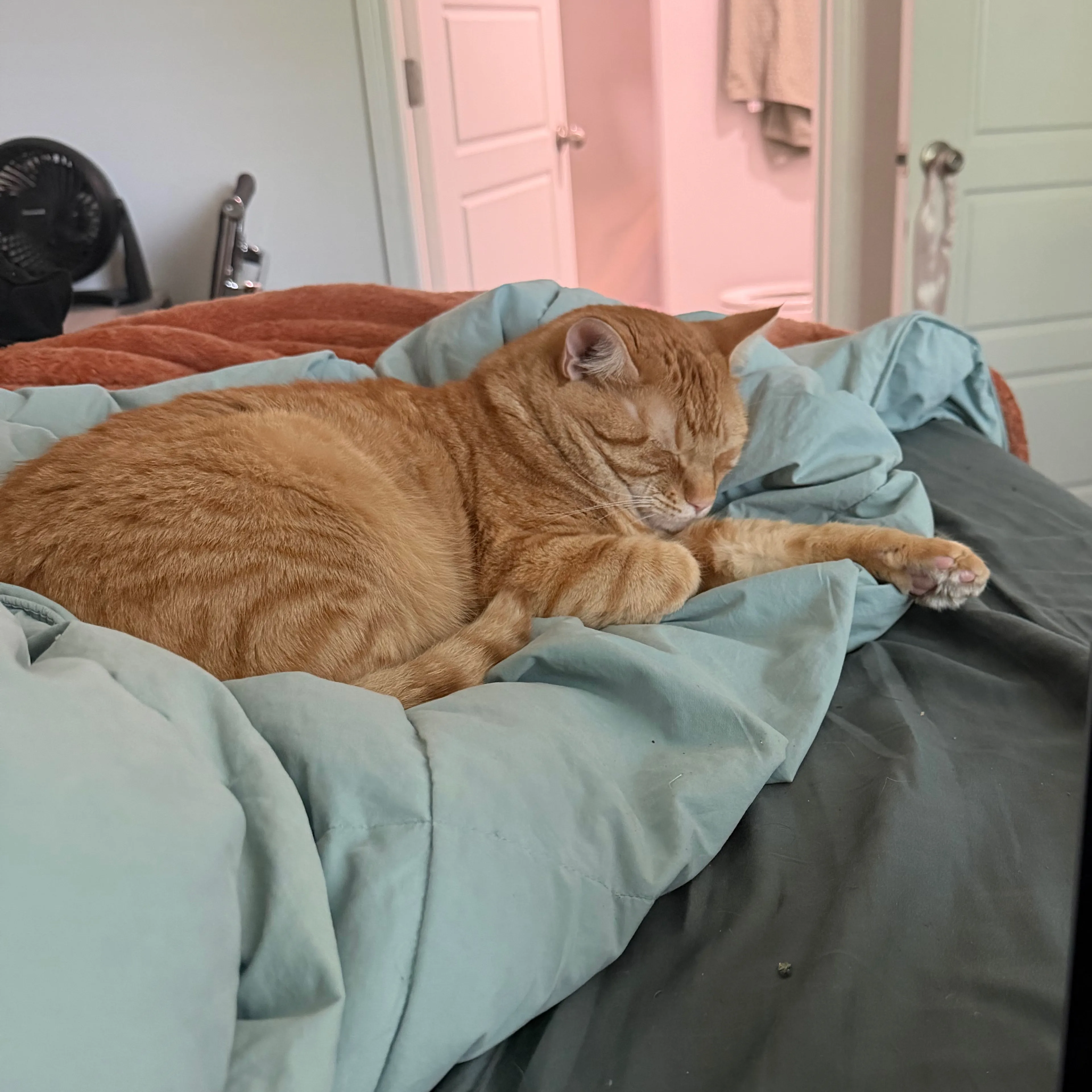 Lost pet-1