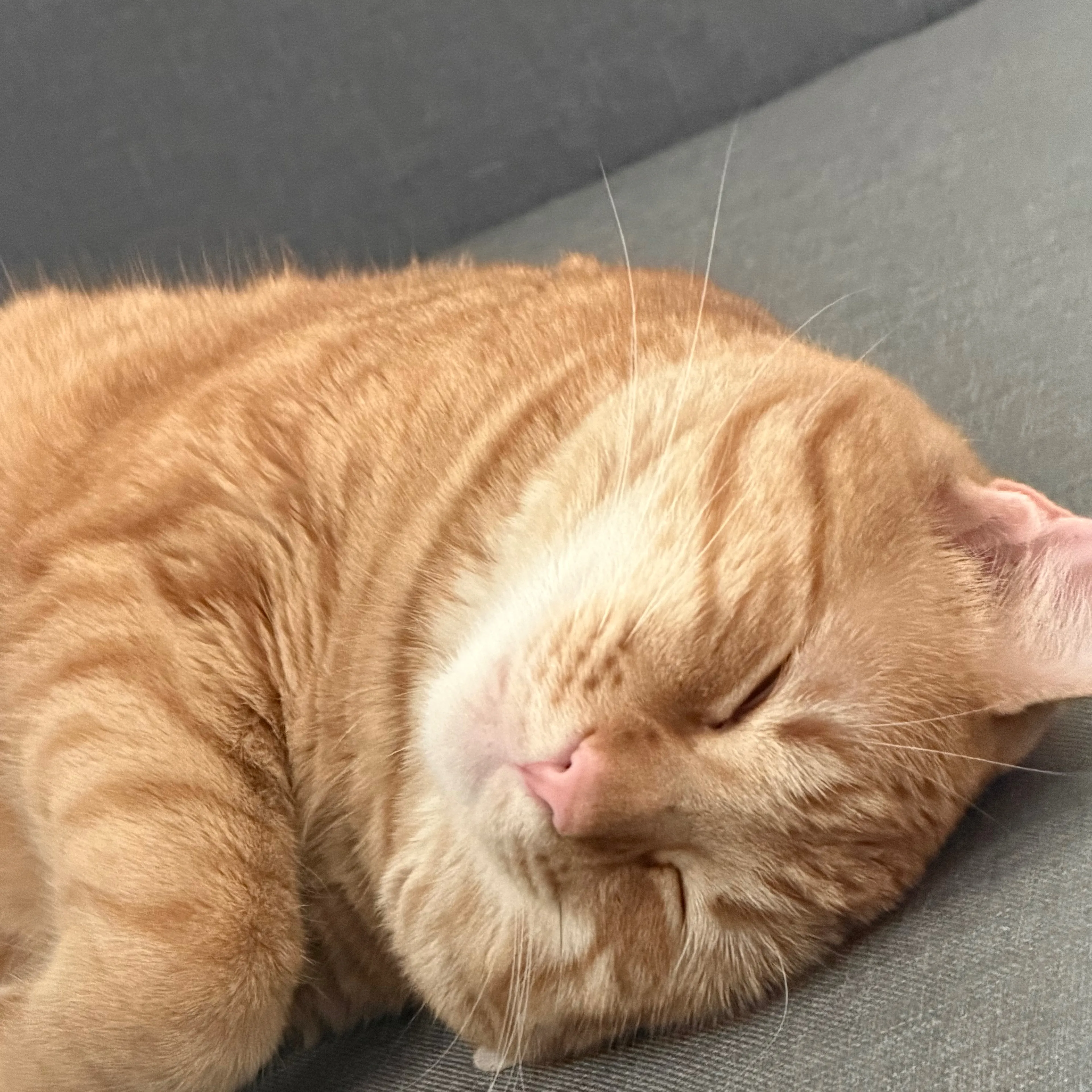 Lost pet-3