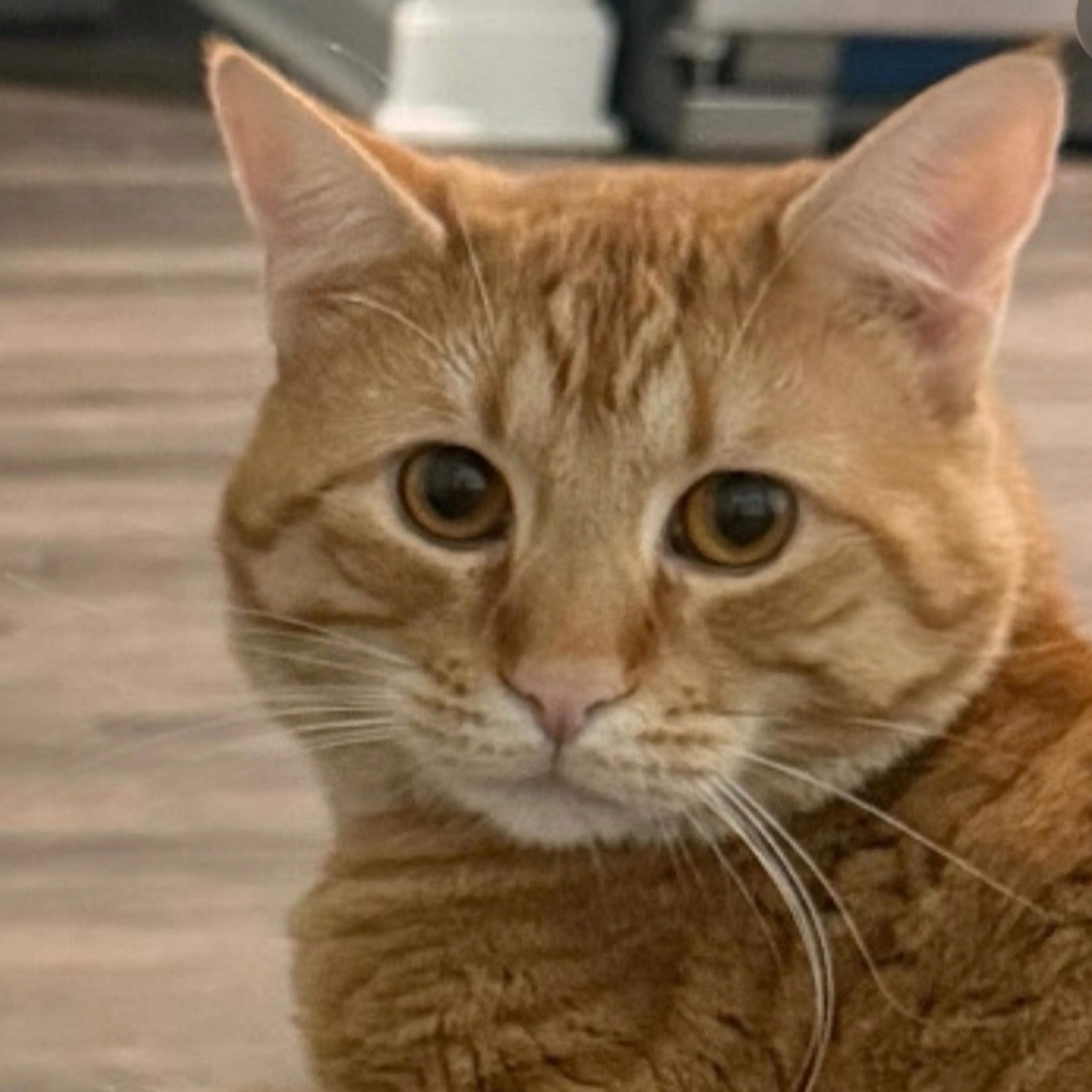 Lost pet-2