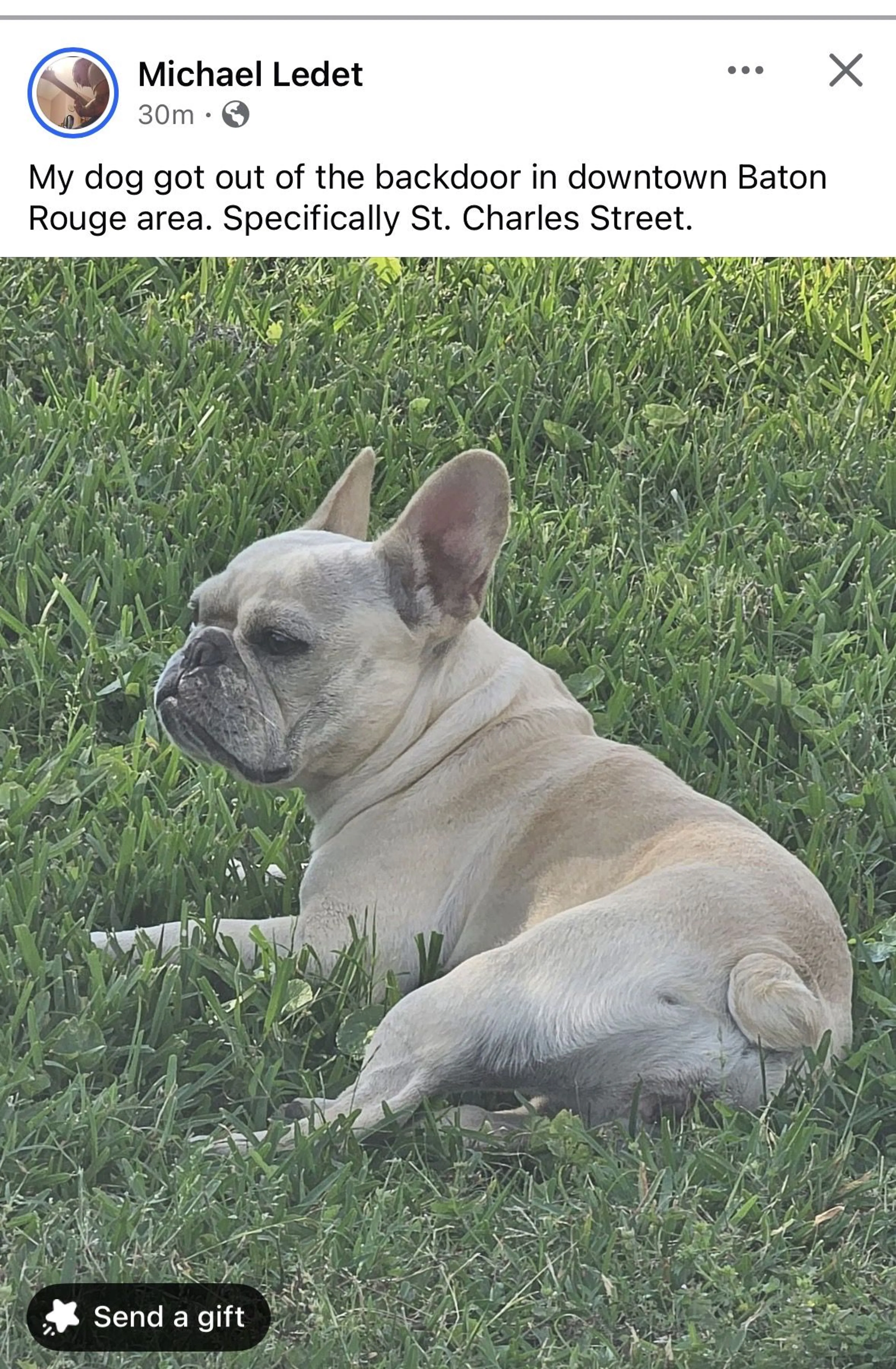 Lost pet
