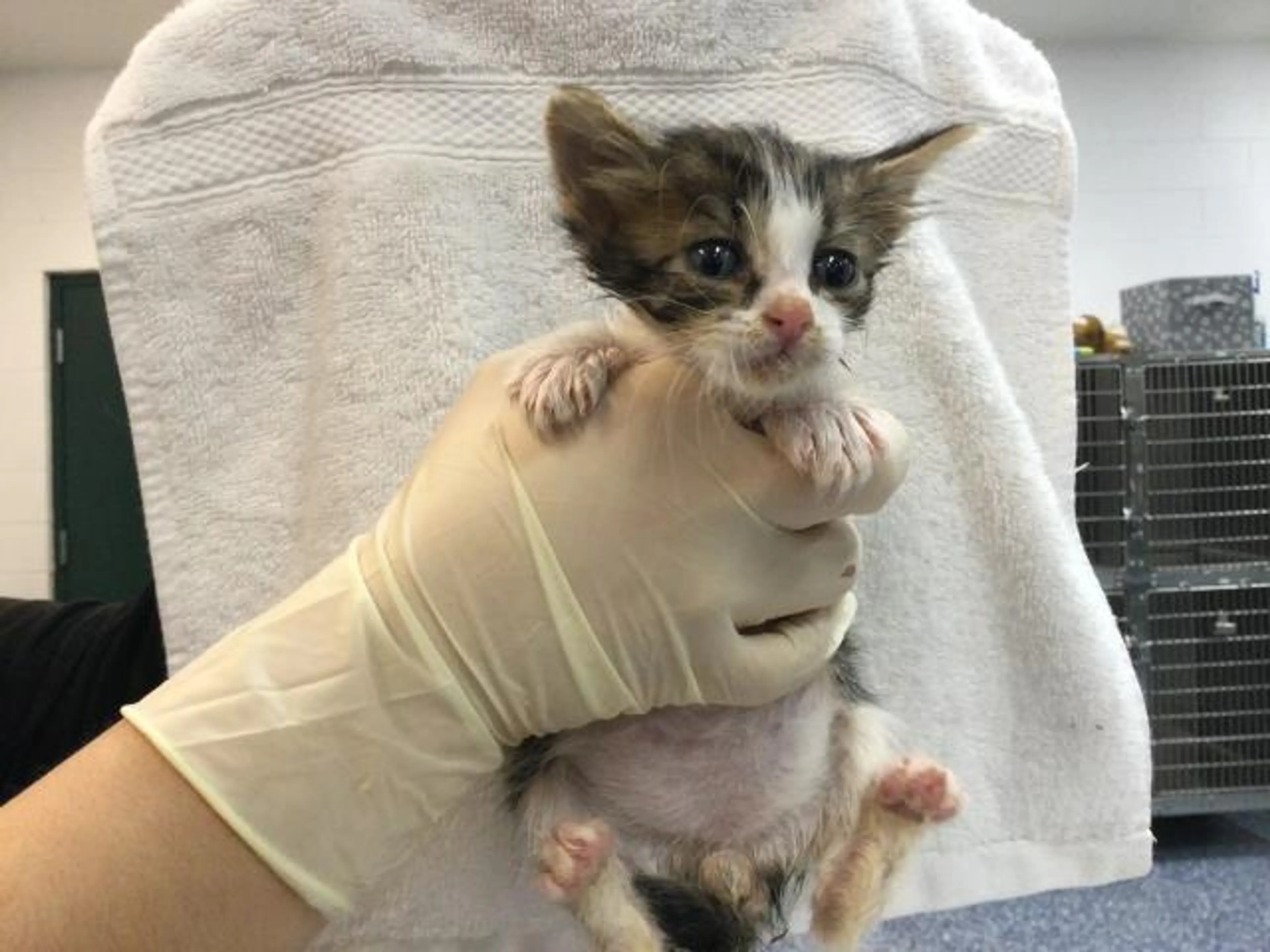 Found pet