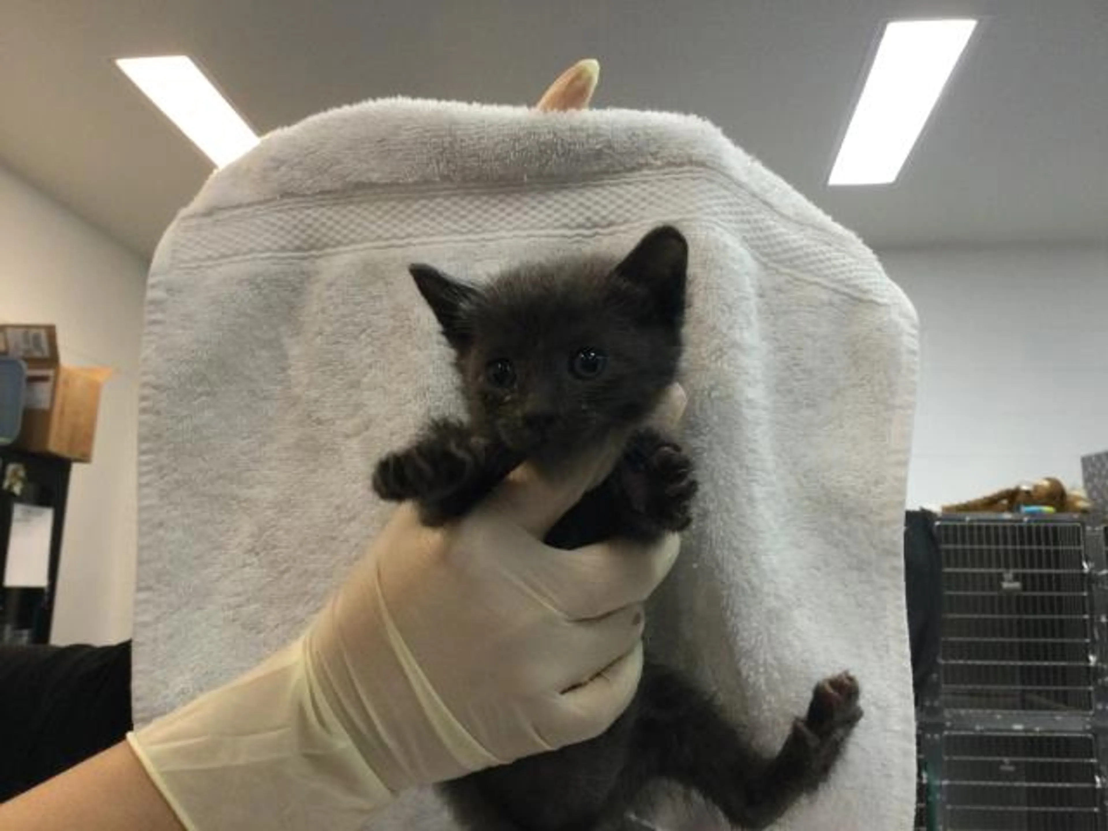 Found pet
