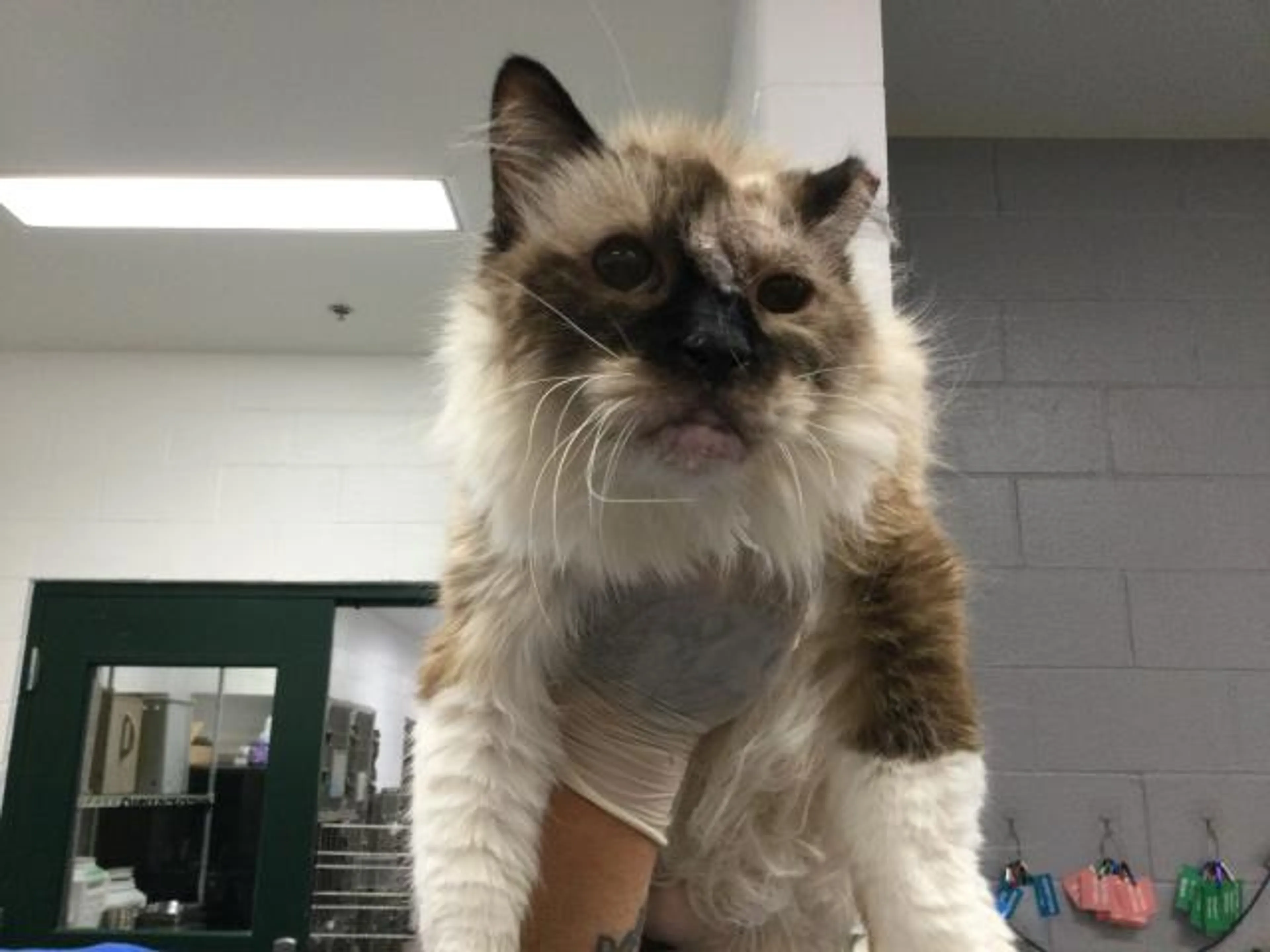 Found pet