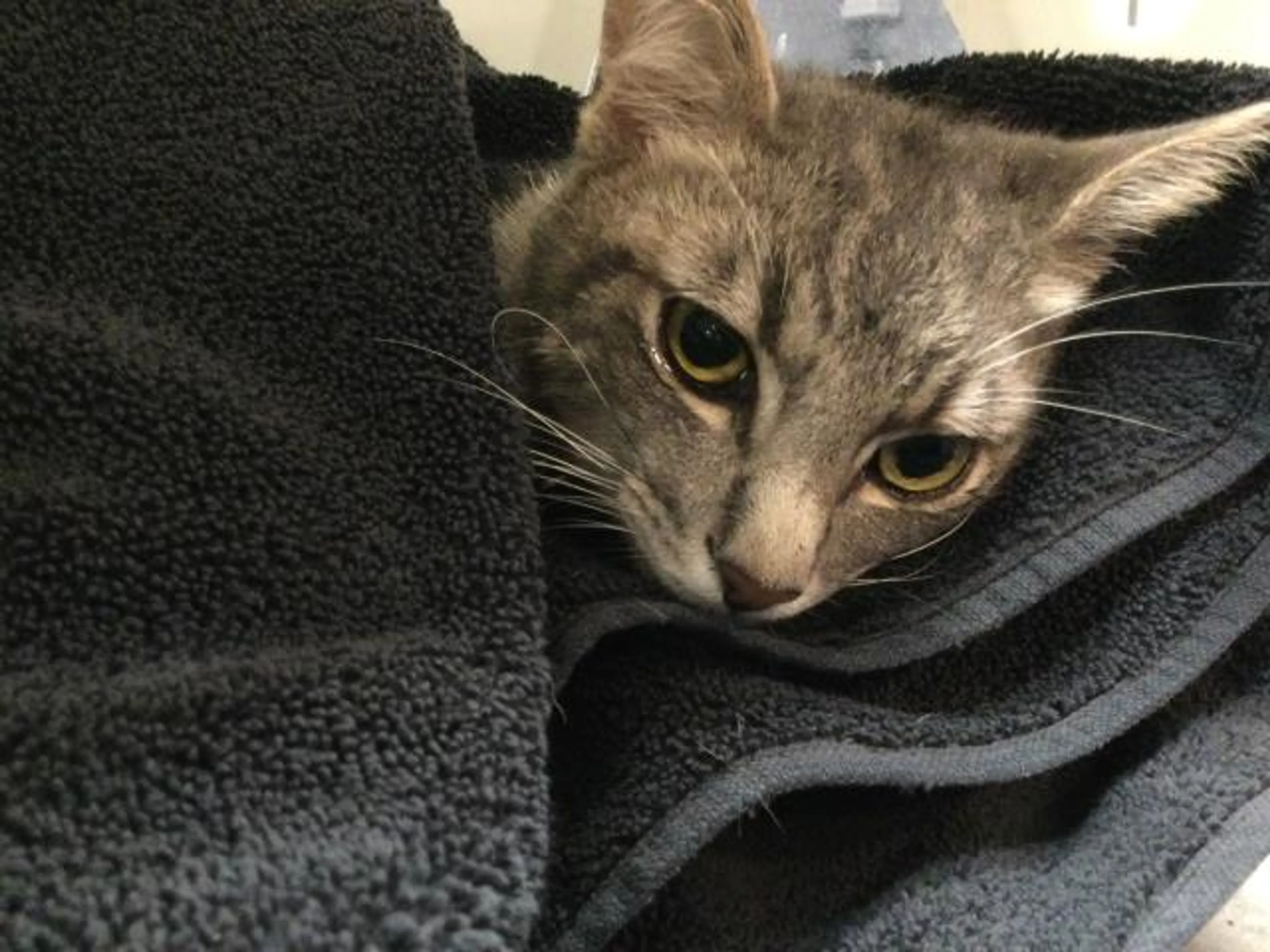Found pet
