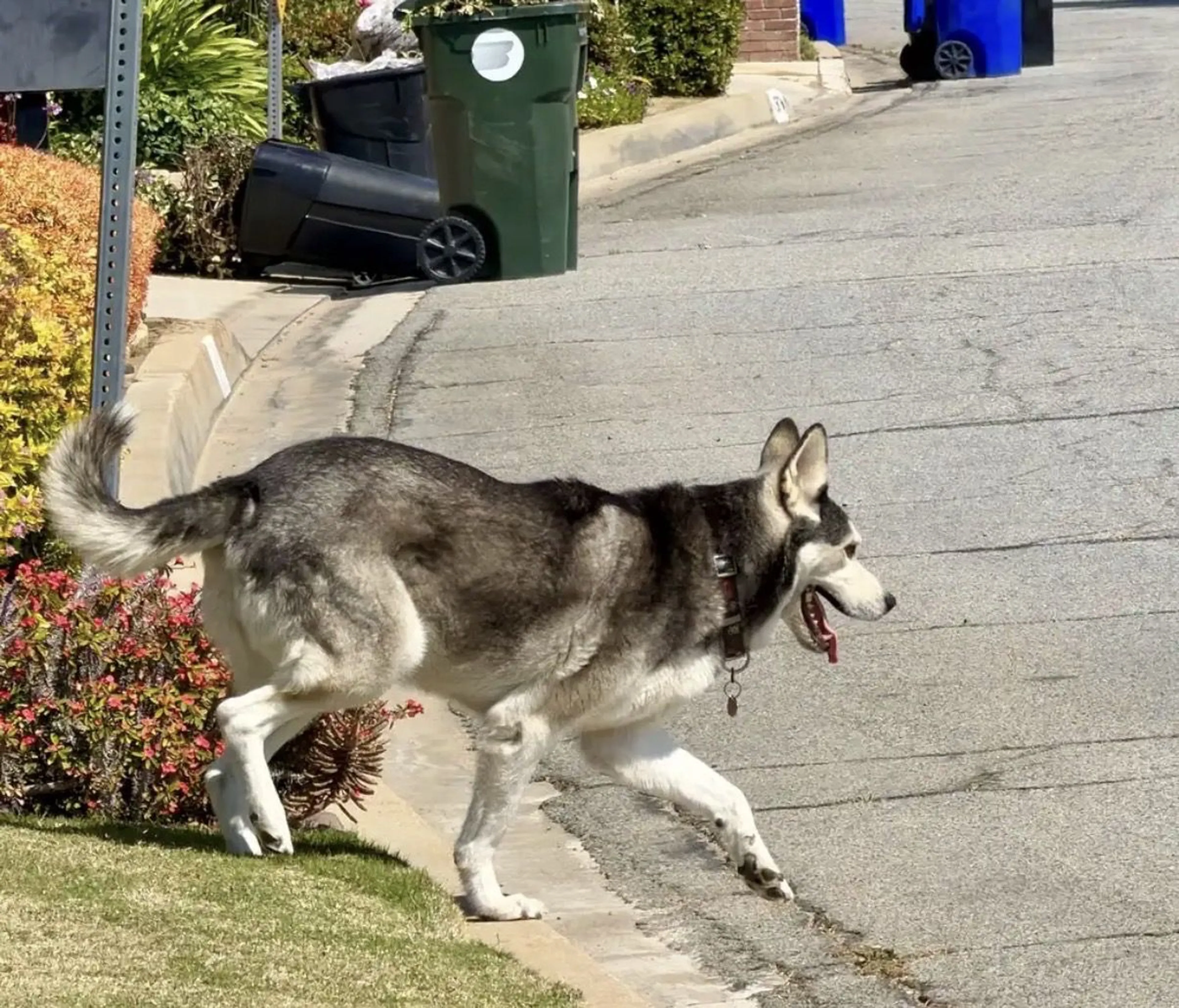 Lost pet