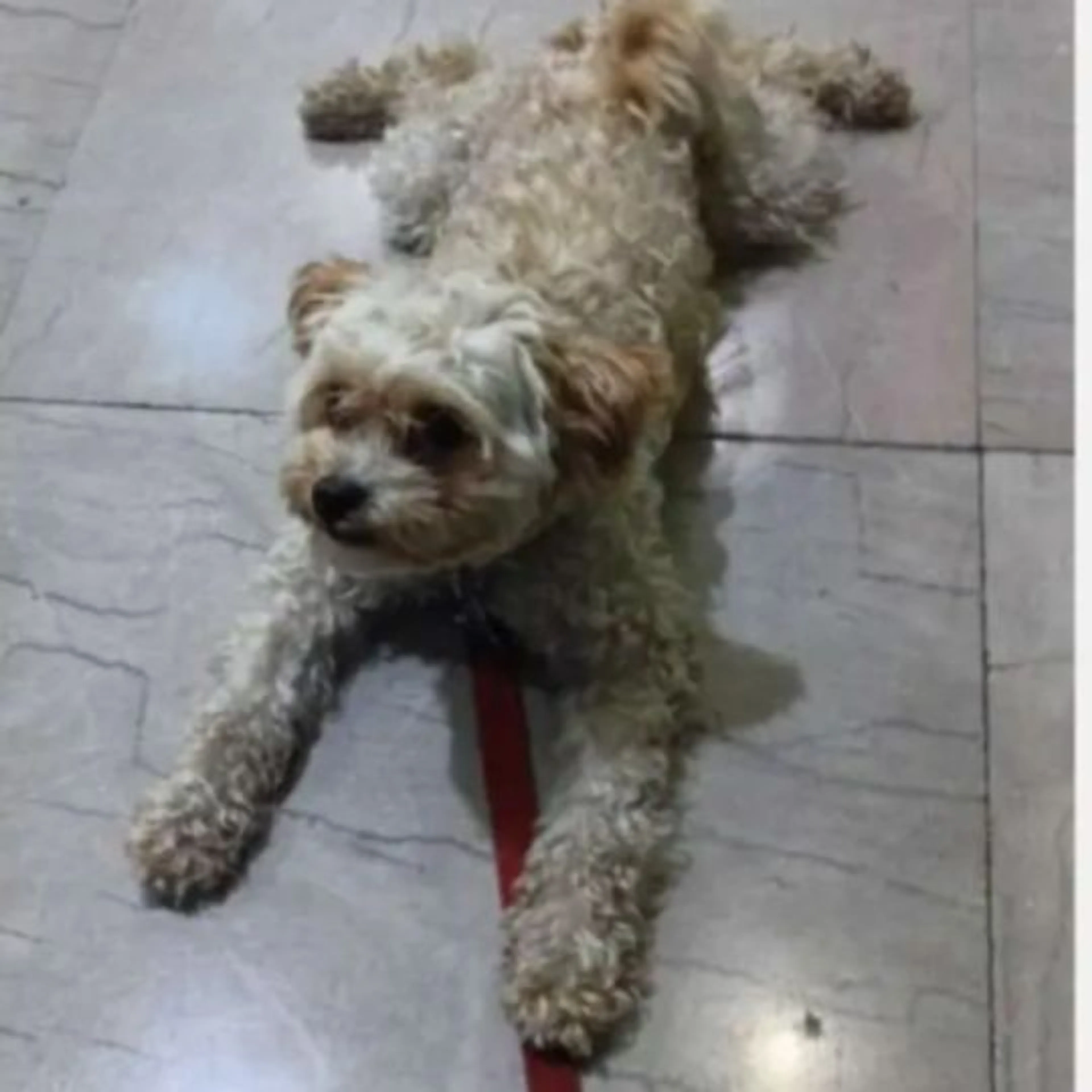Lost pet