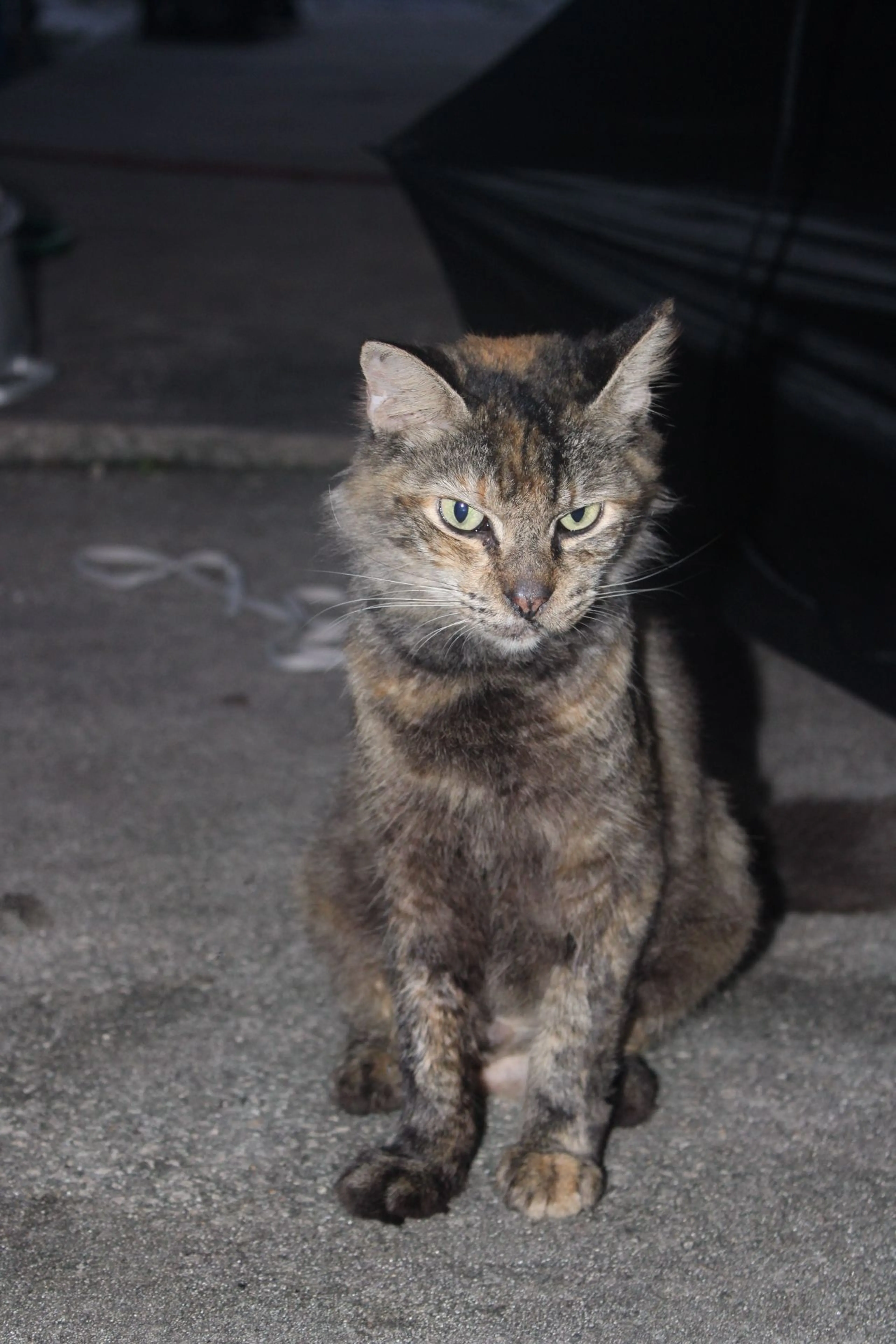 Lost pet-1