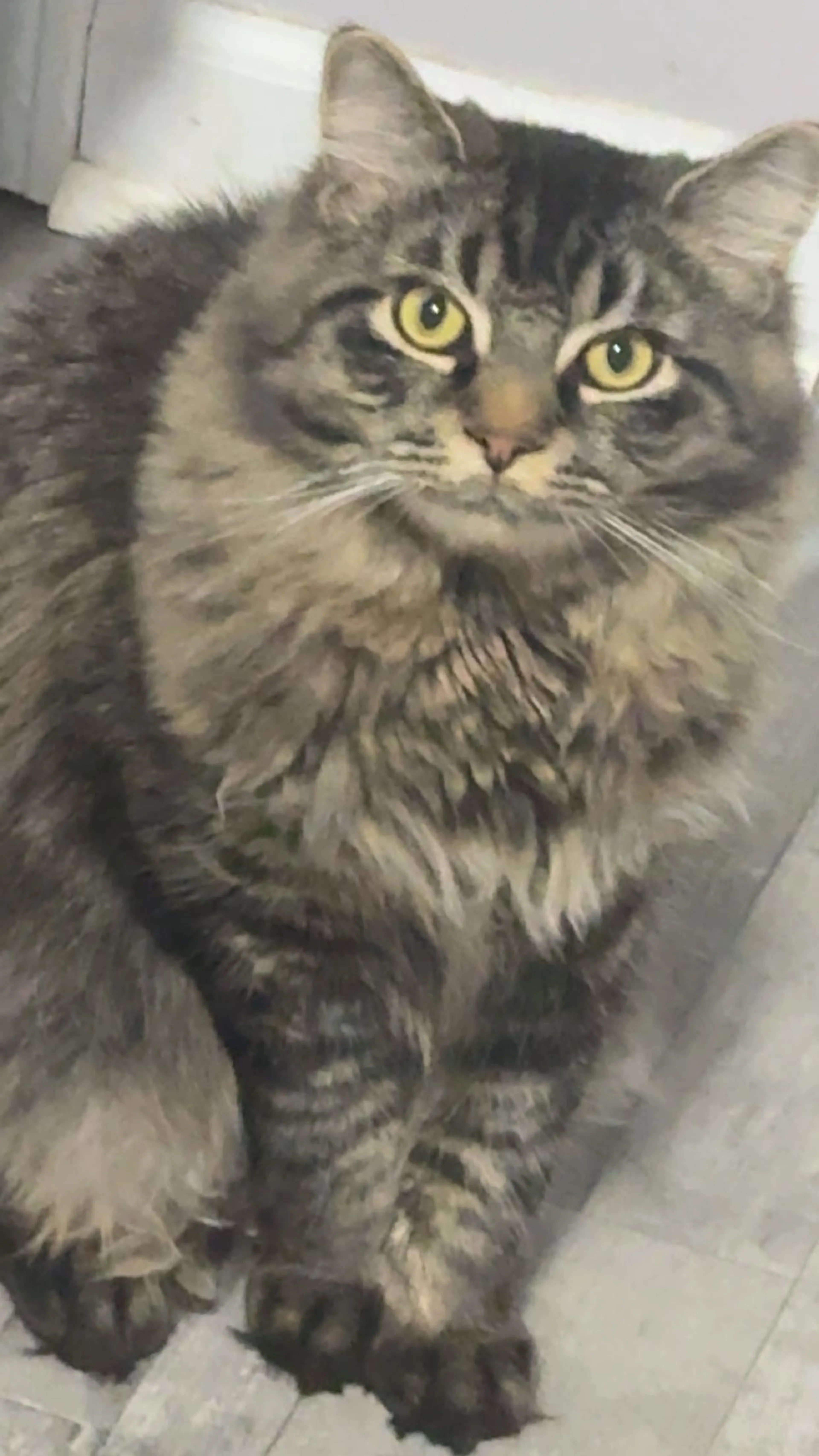 Lost pet
