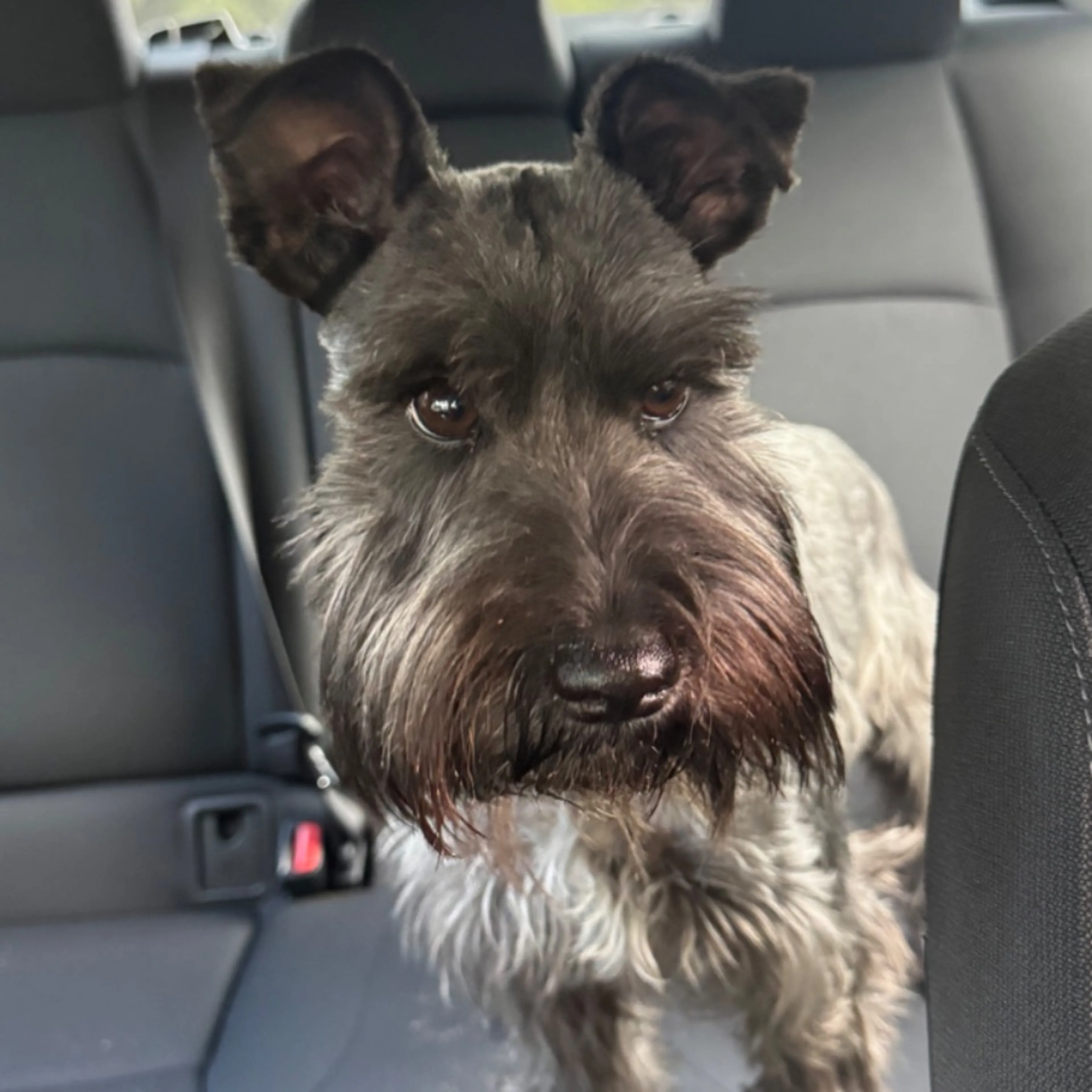 Found pet