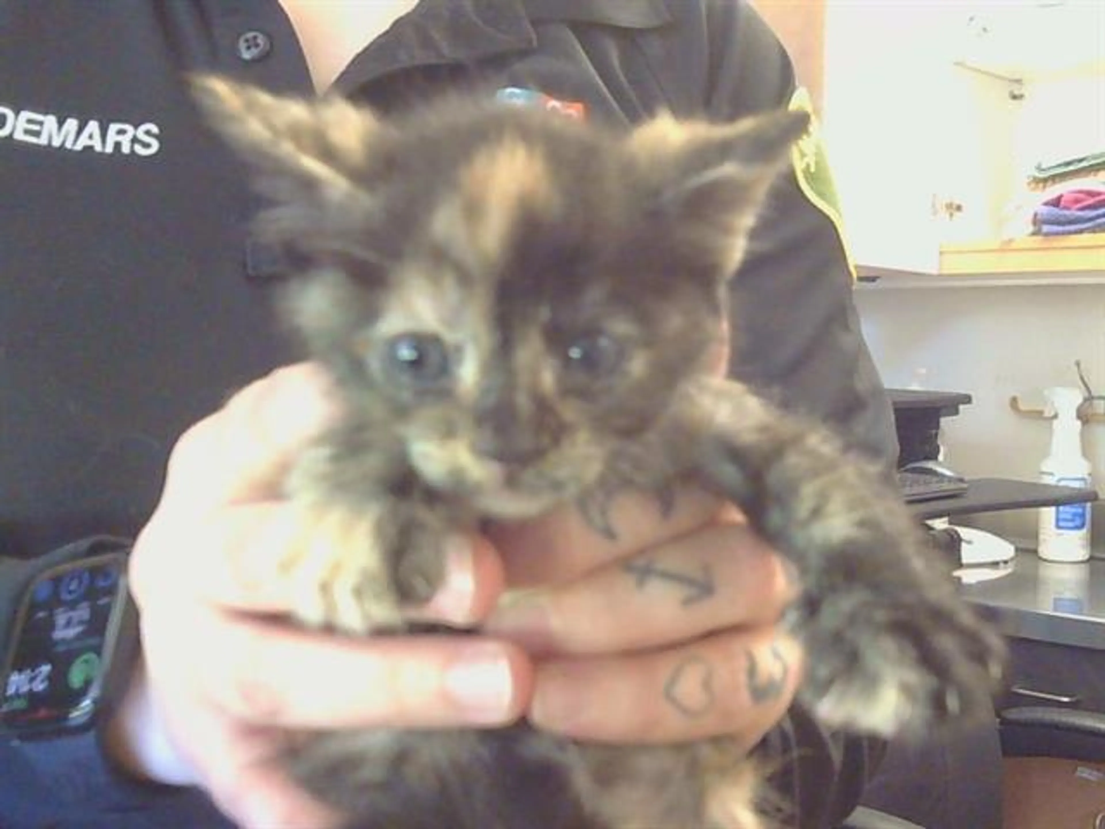 Found pet