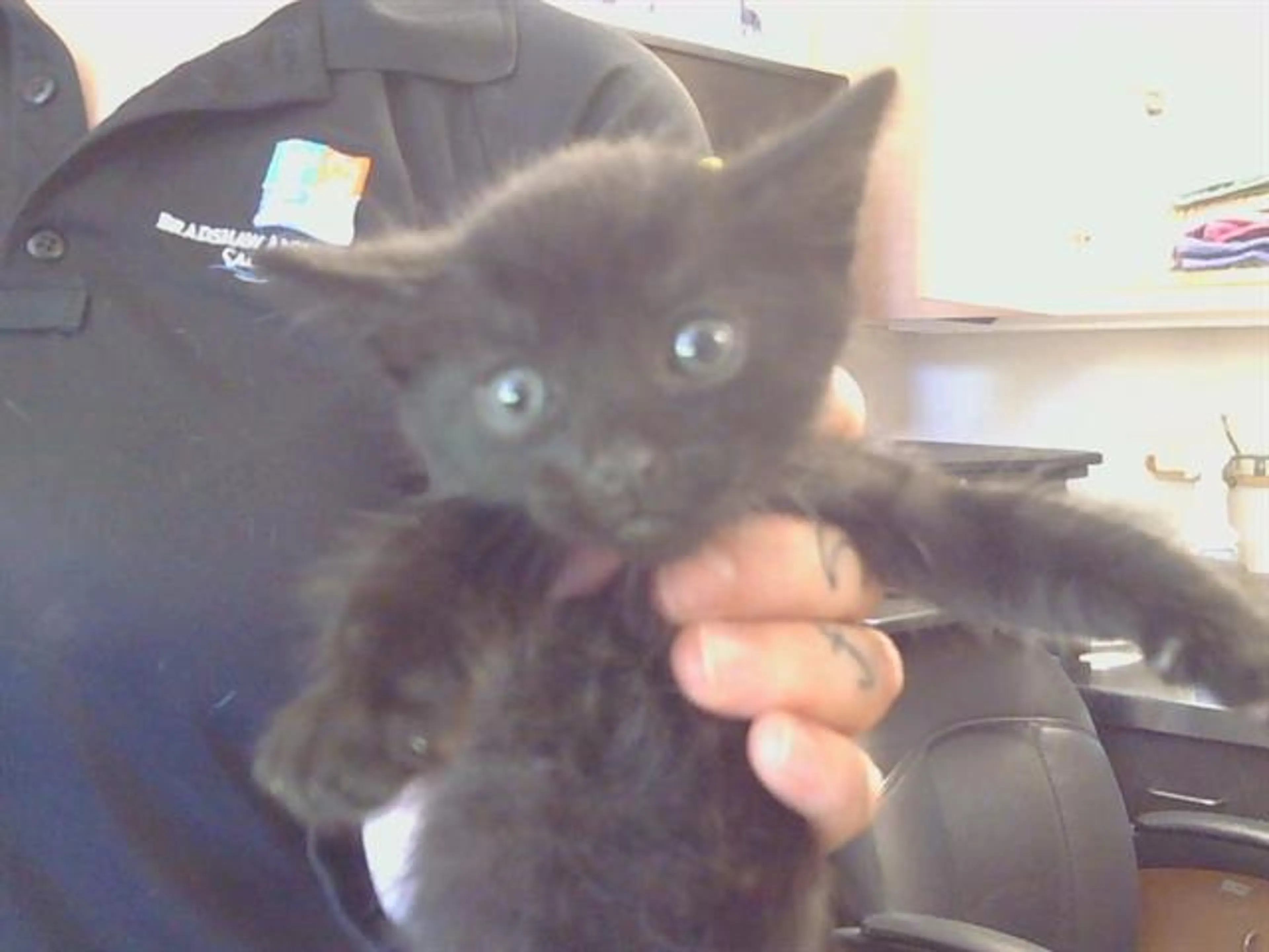 Found pet