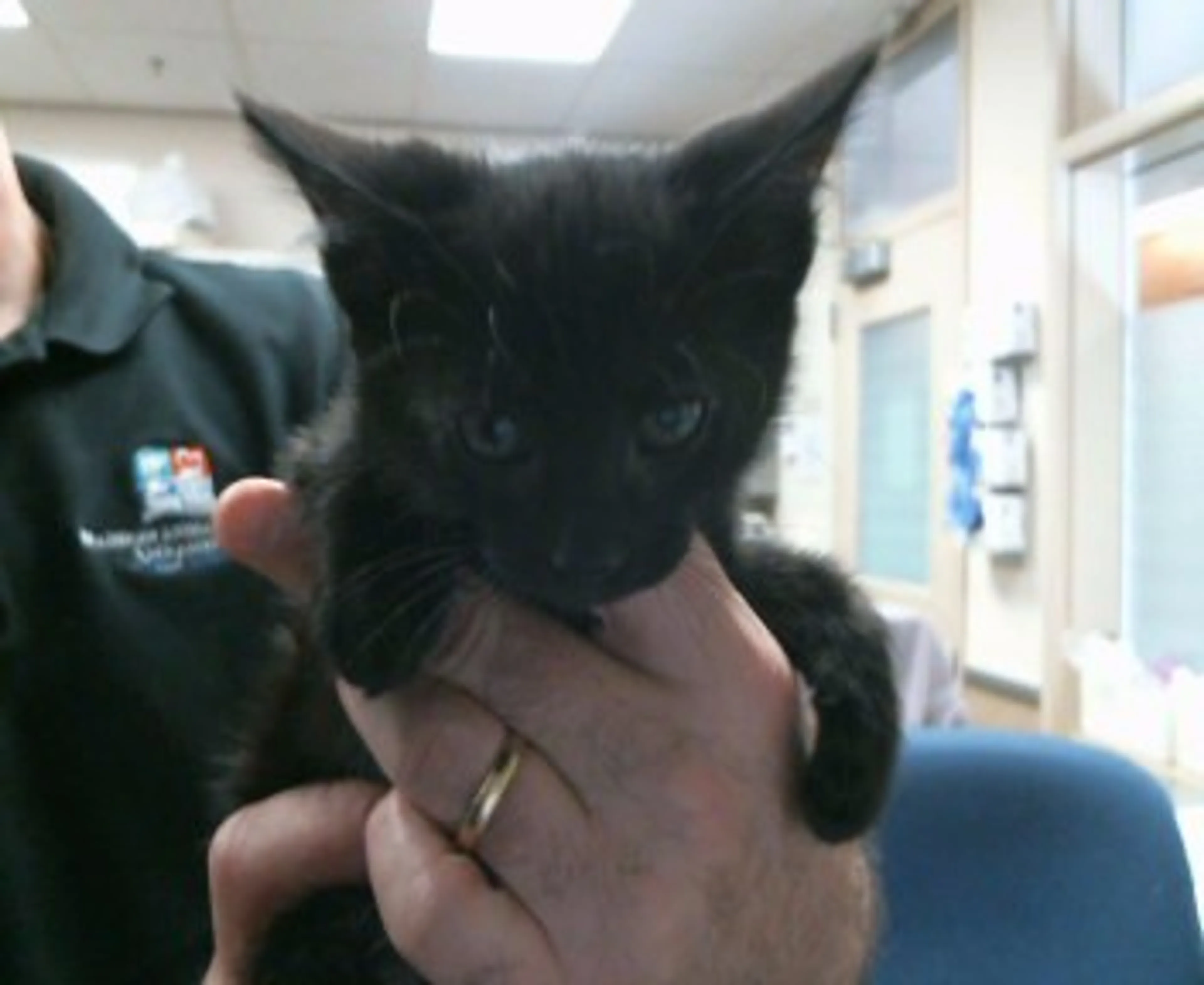 Found pet