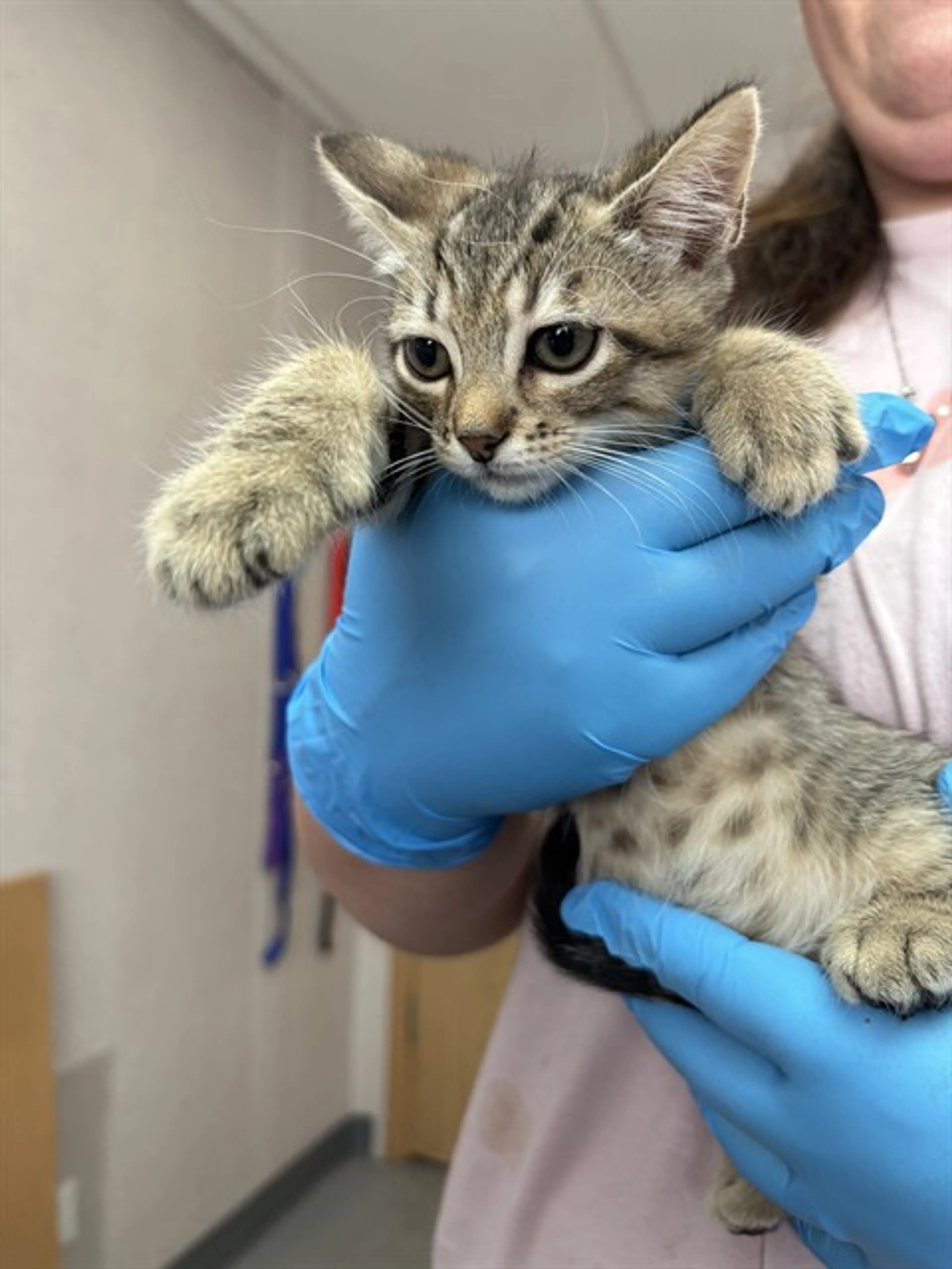 Found pet