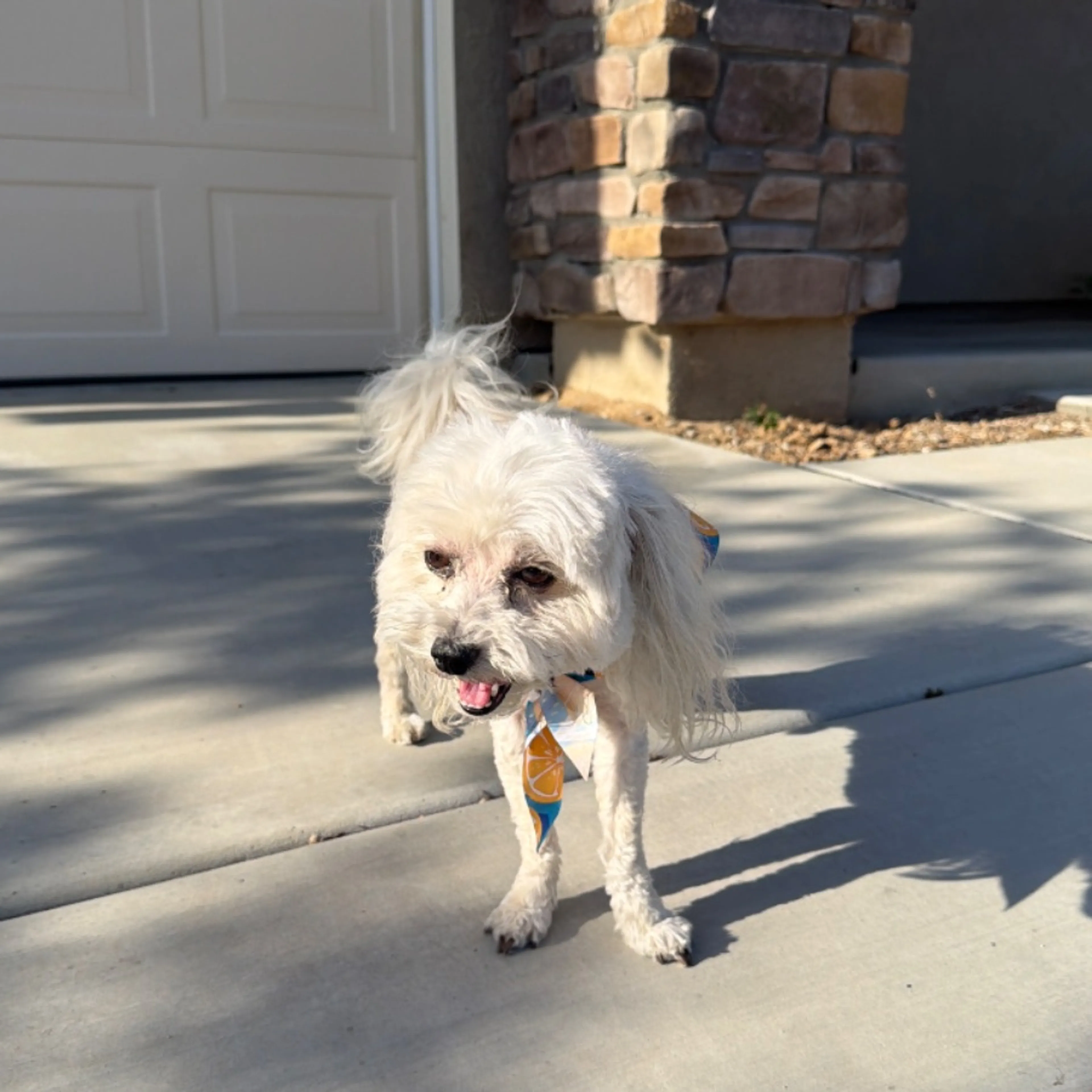 Found pet