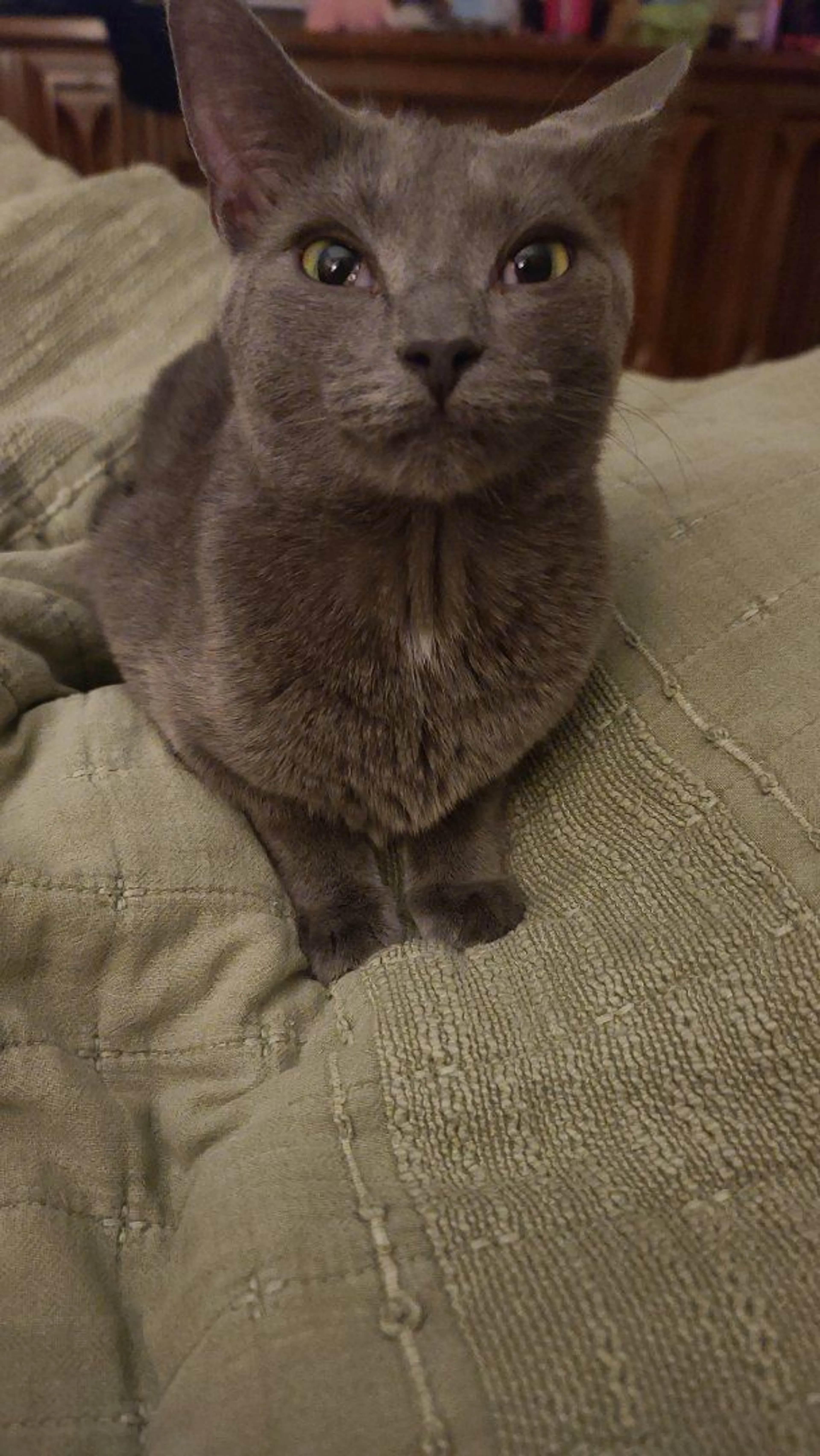 Lost pet-0