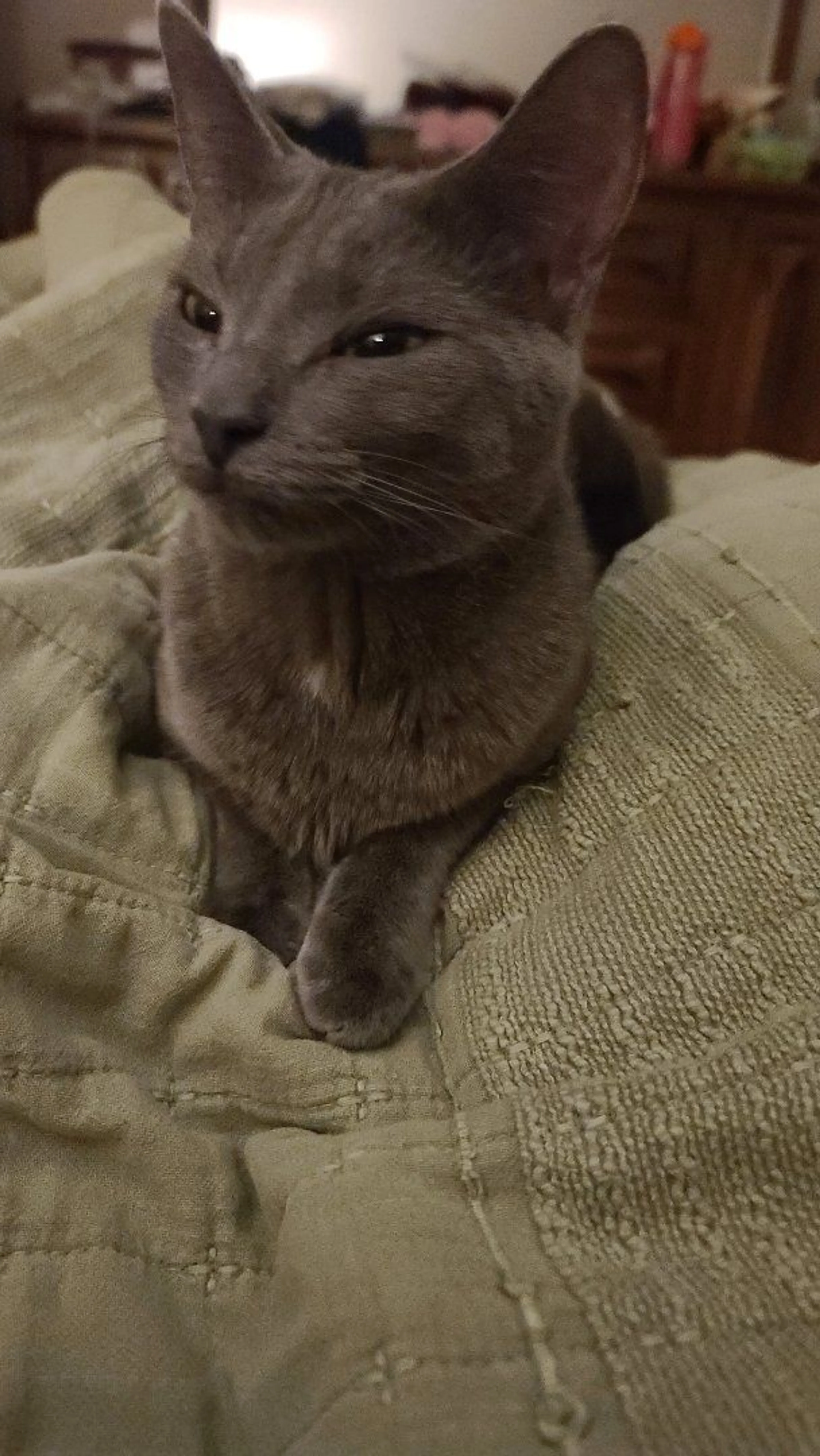 Lost pet-1