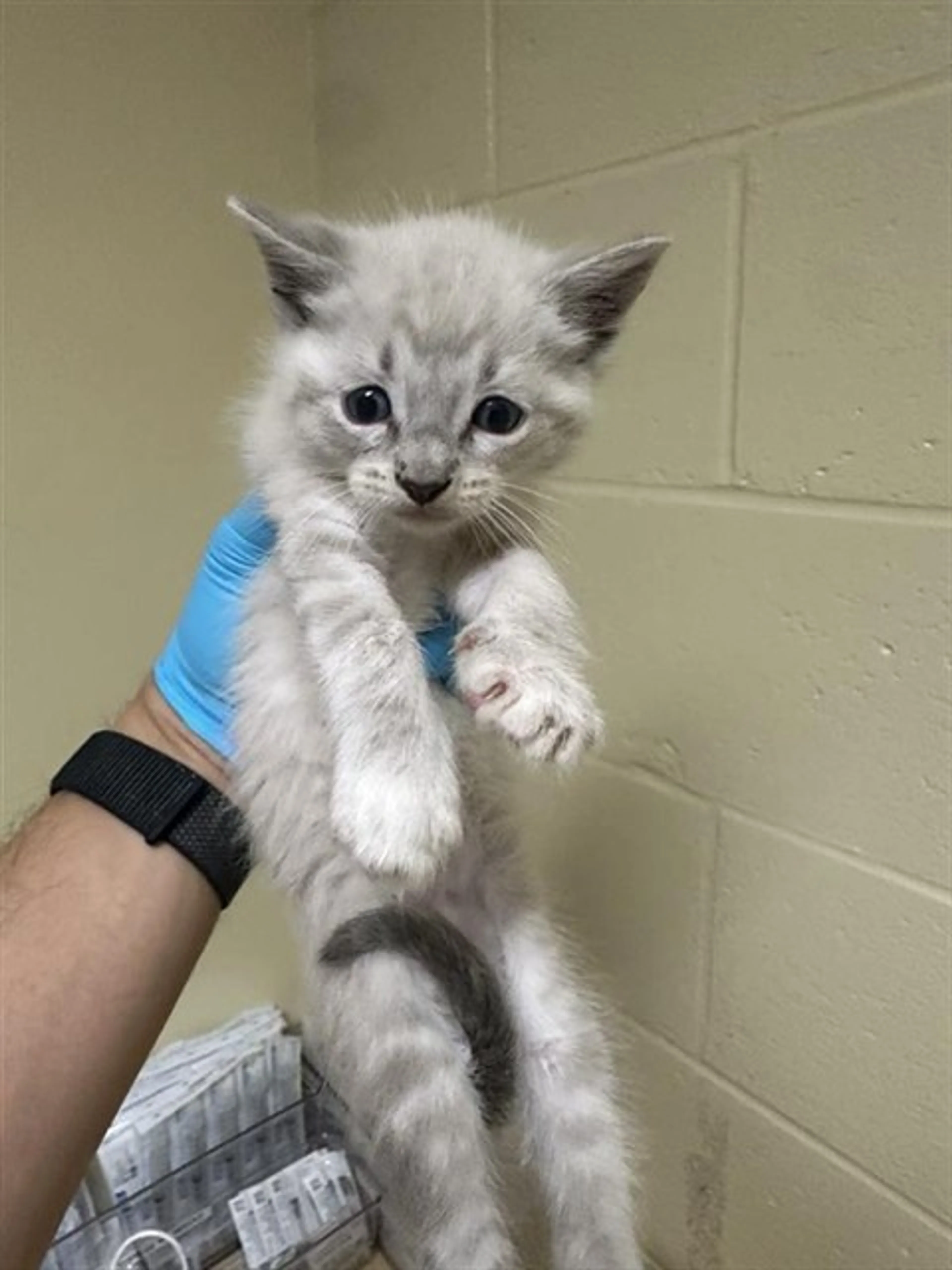 Found pet