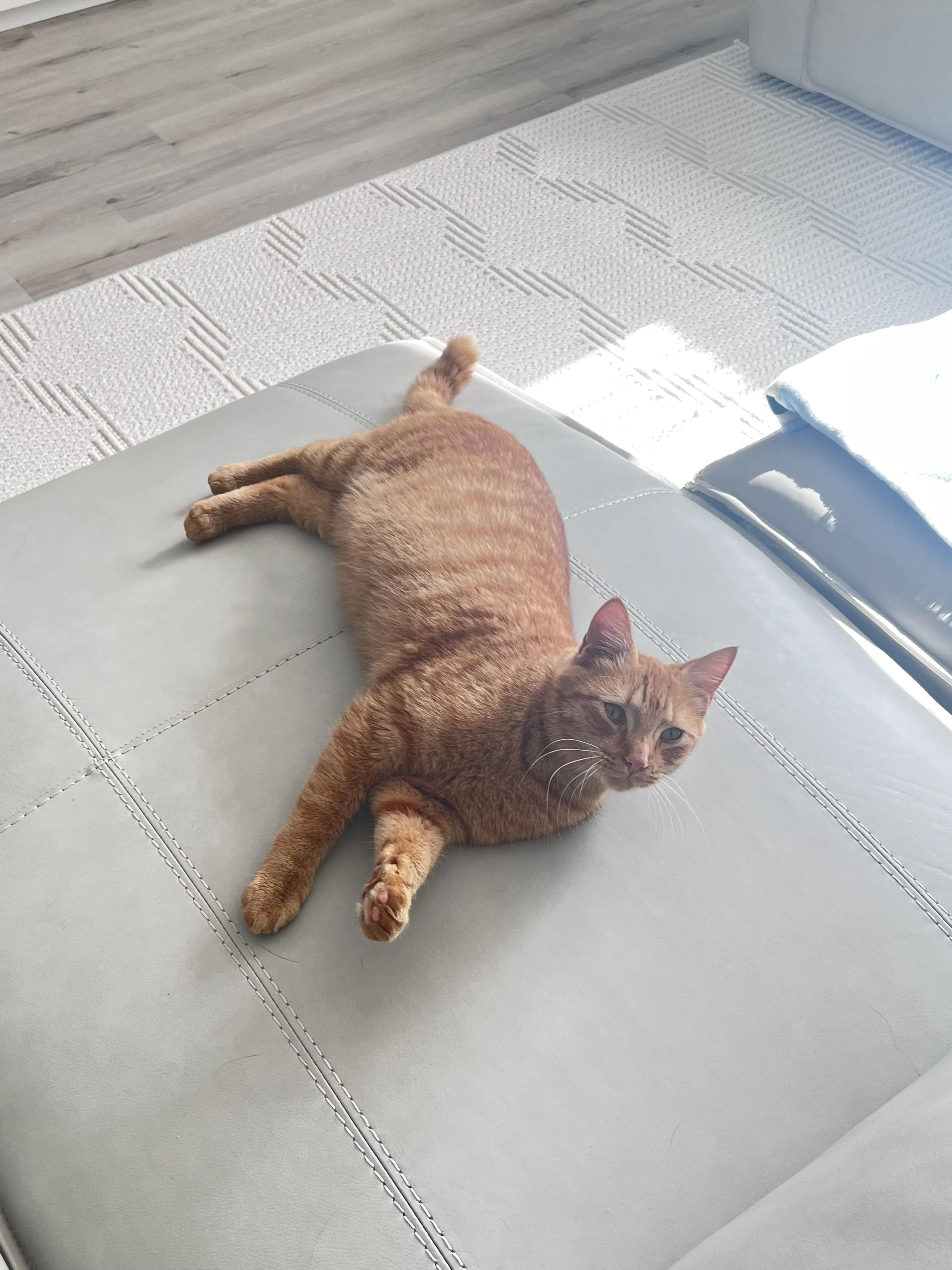 Lost pet-2