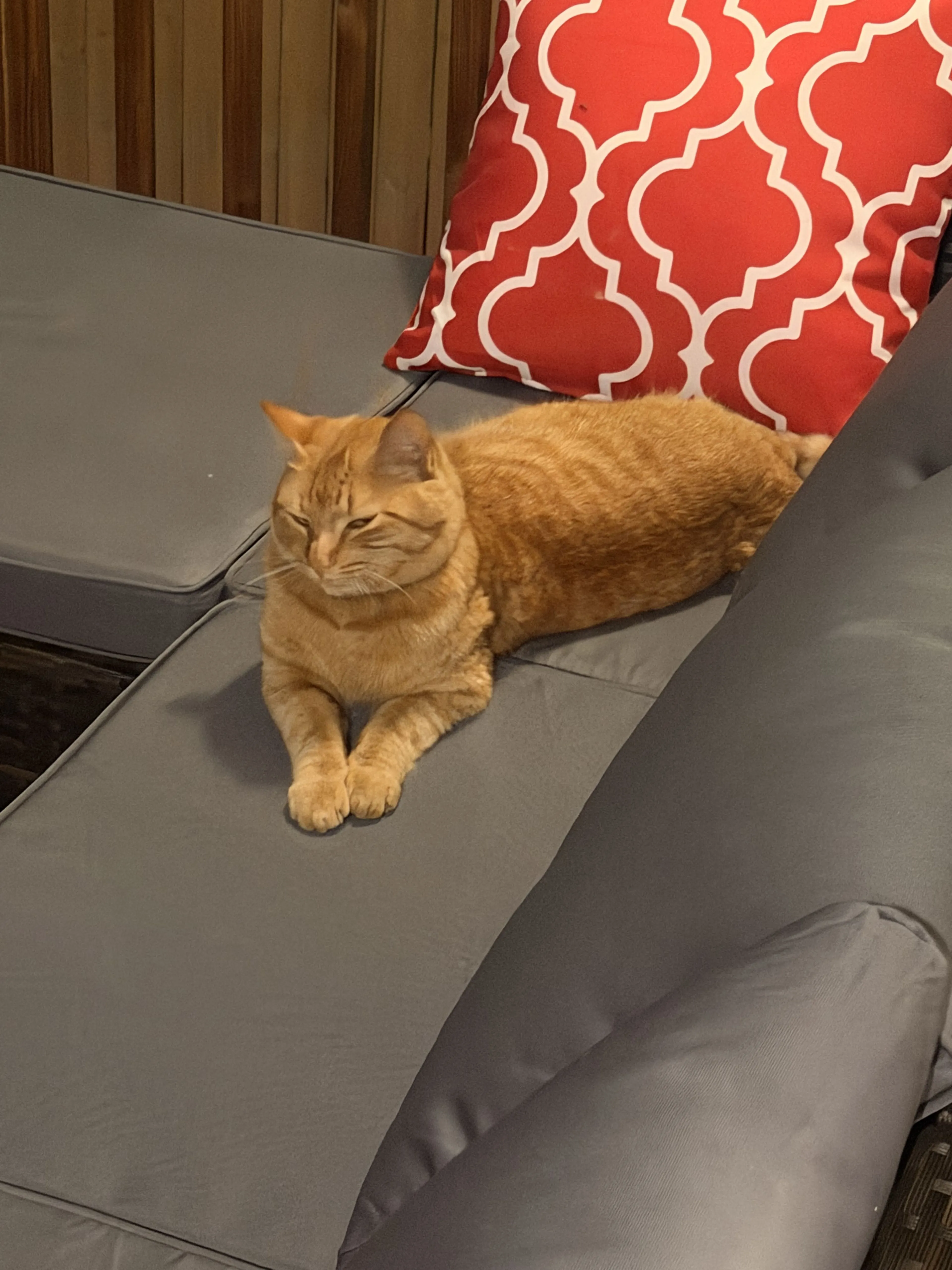Lost pet-0