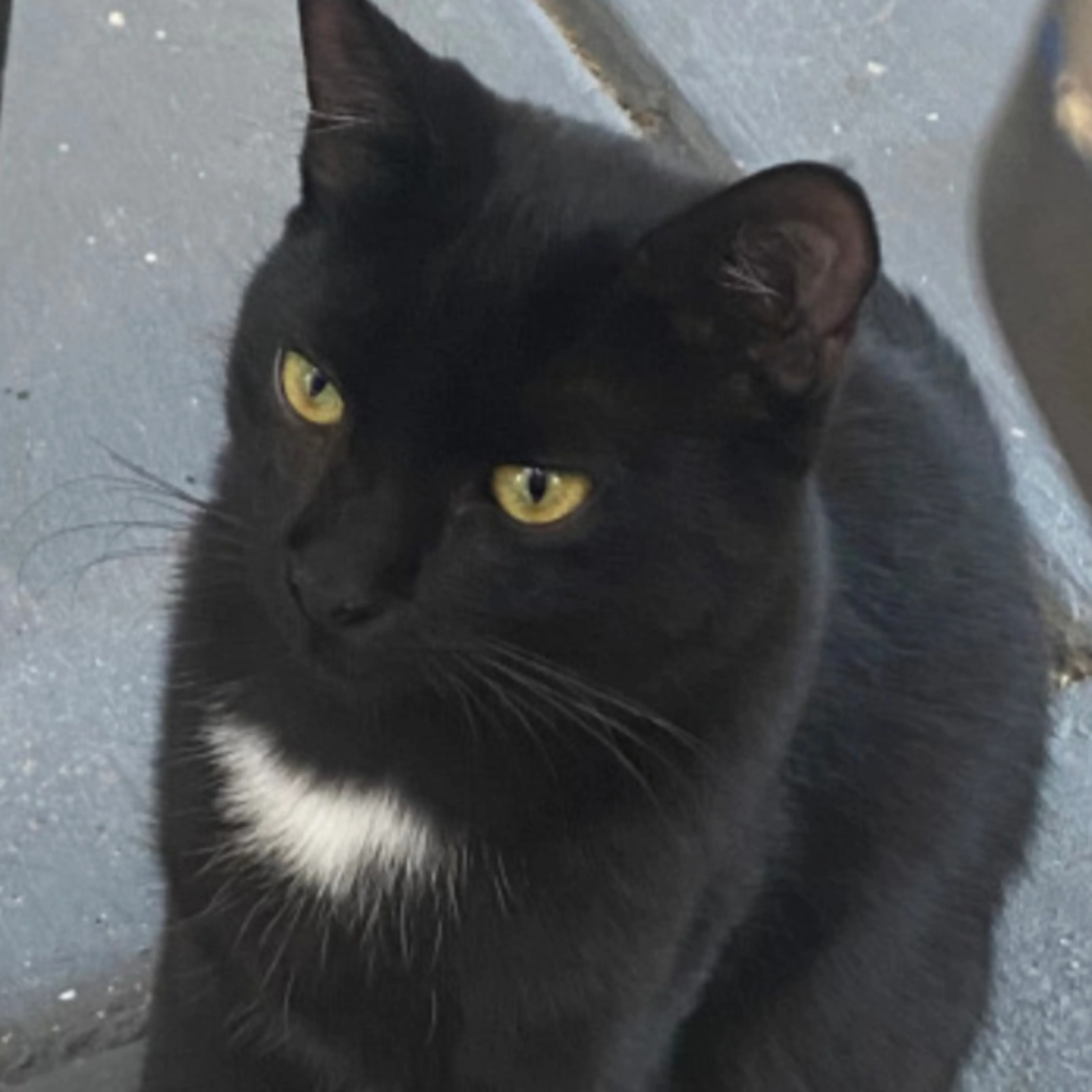 Lost pet-2