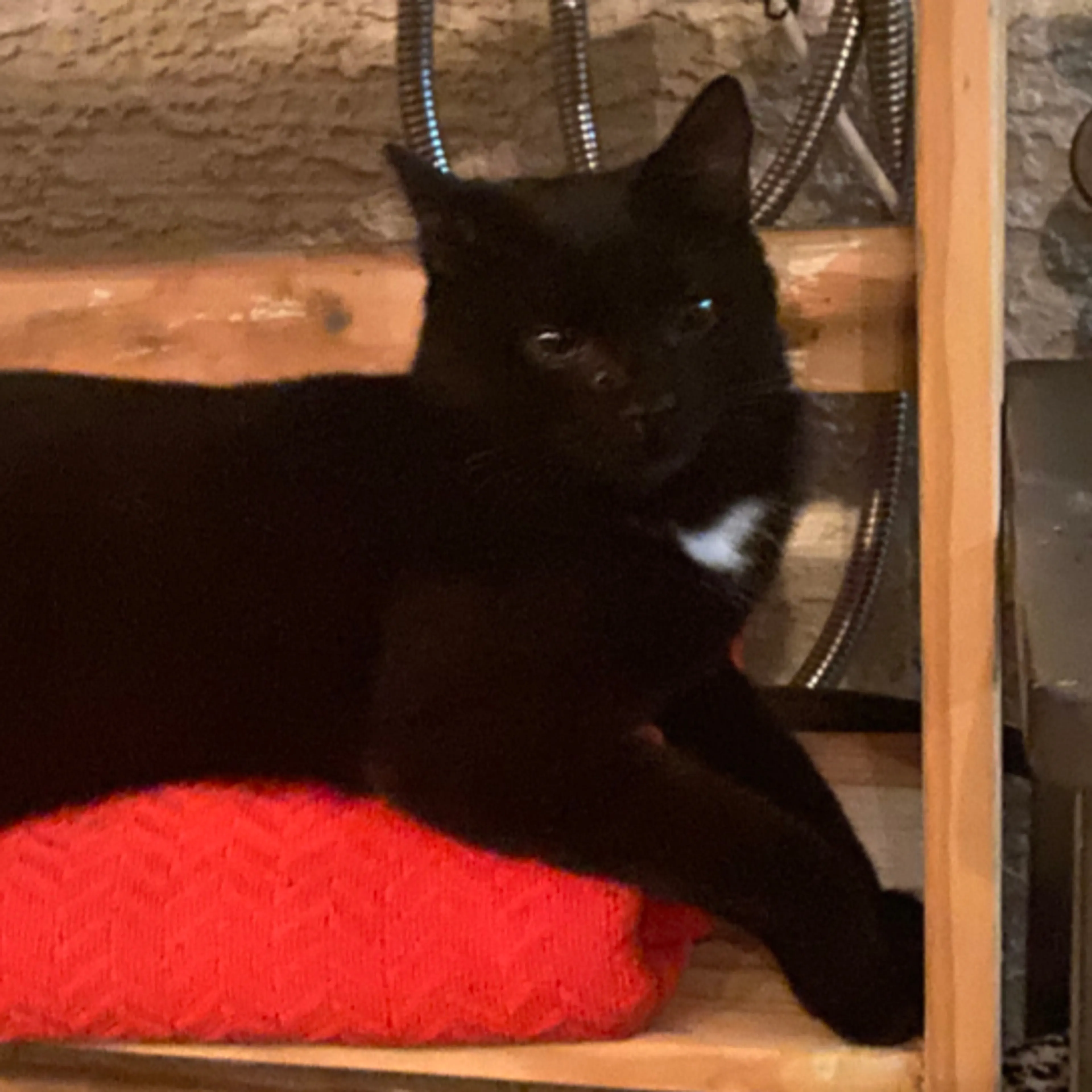 Lost pet-3