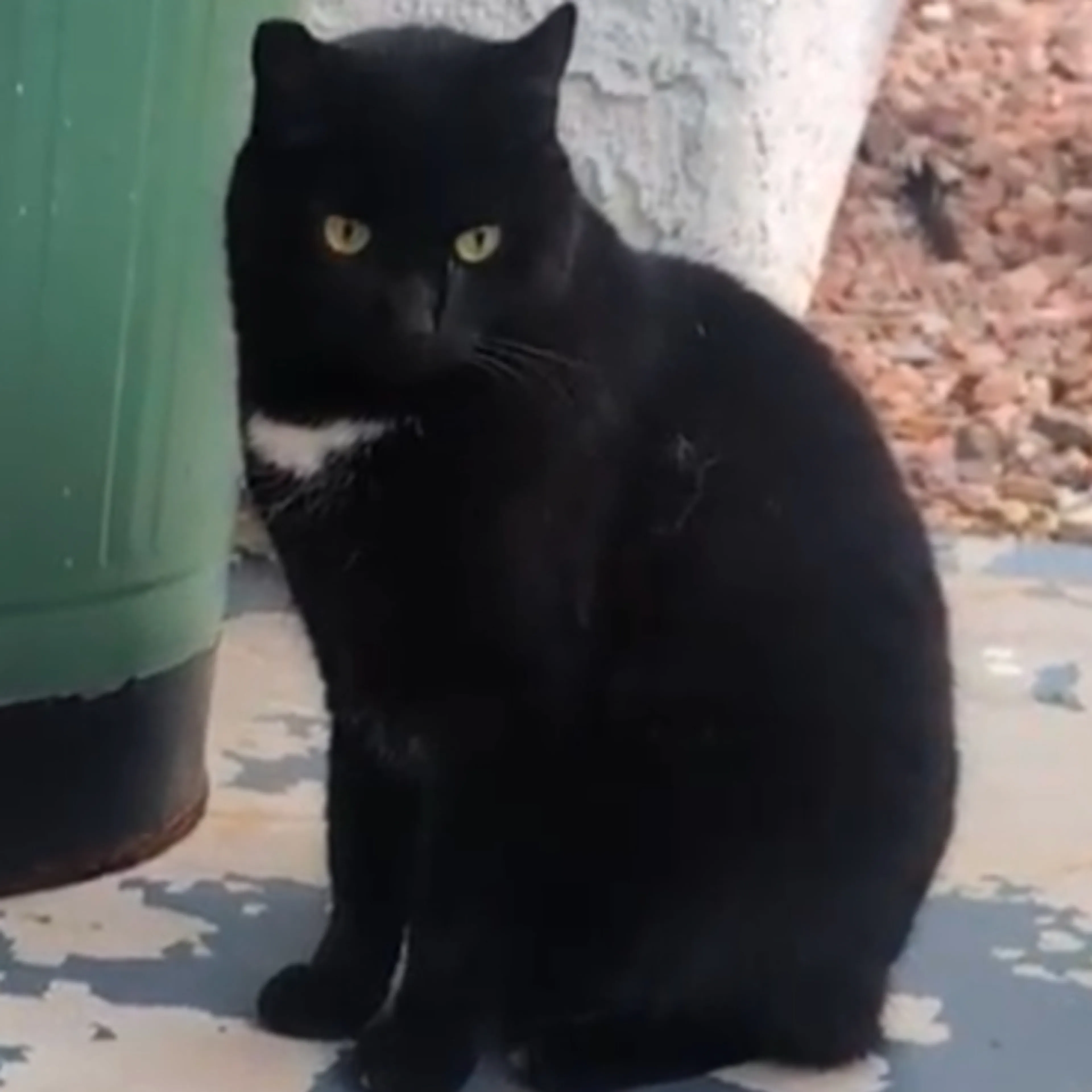 Lost pet-1