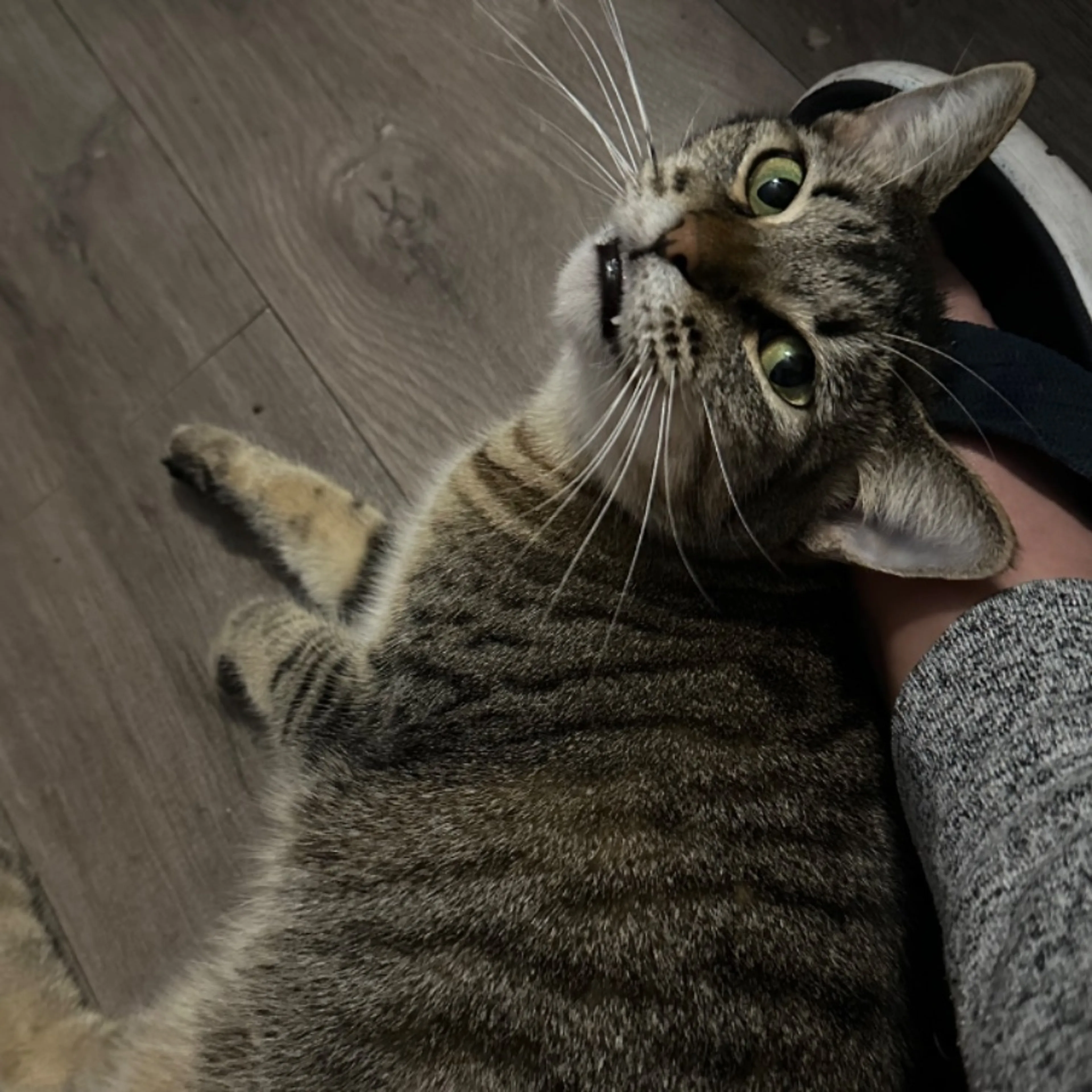 Lost pet-0