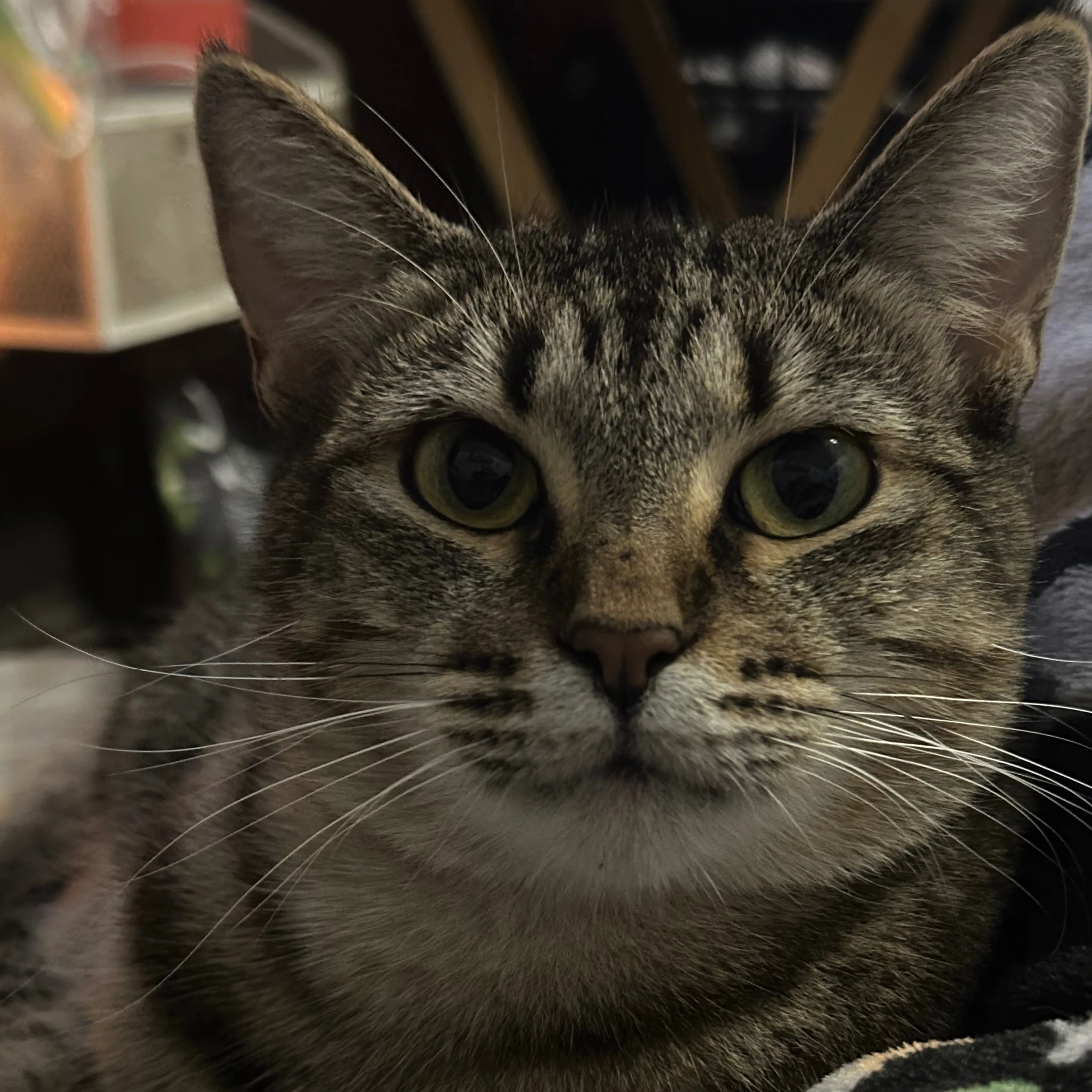 Lost pet-2