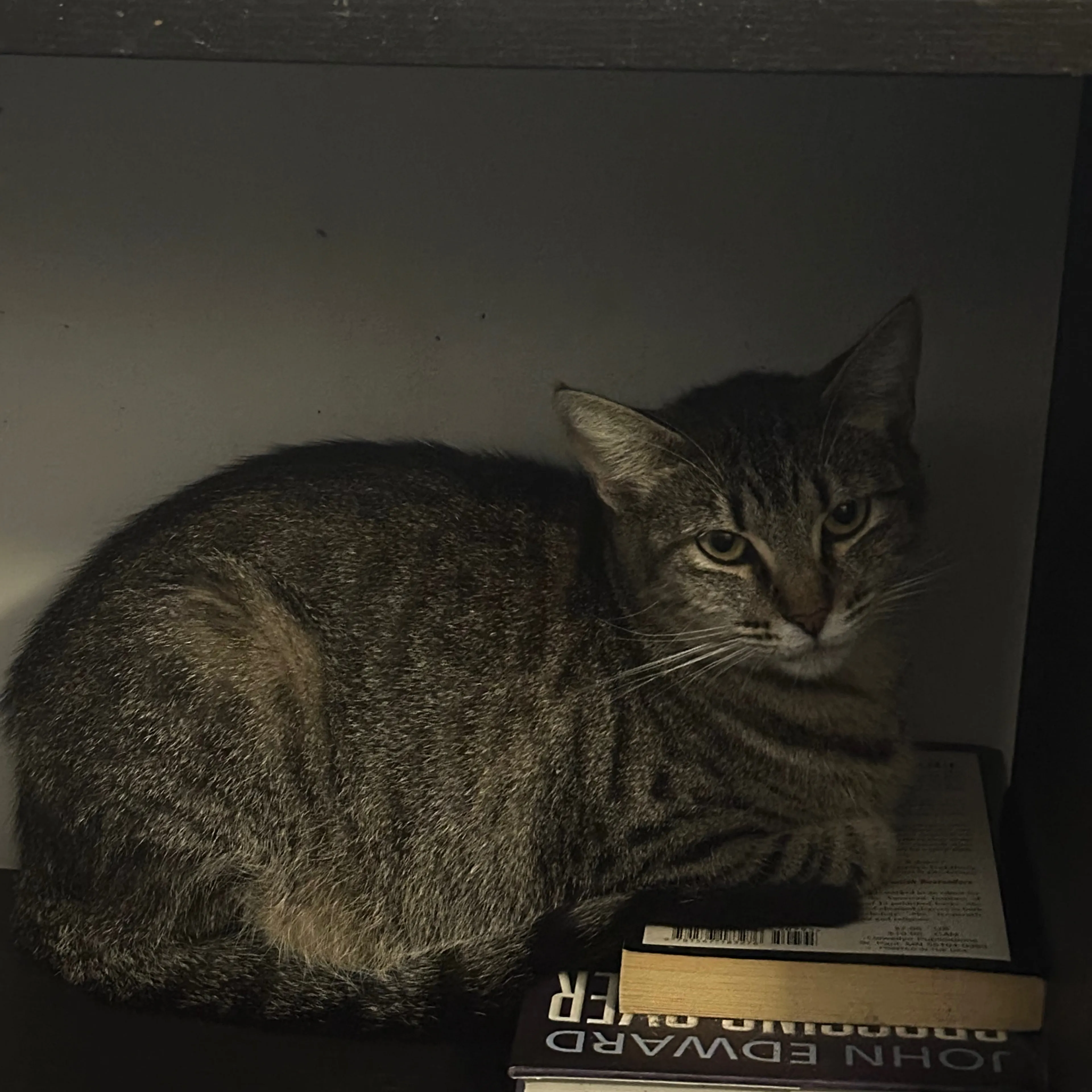 Lost pet-1