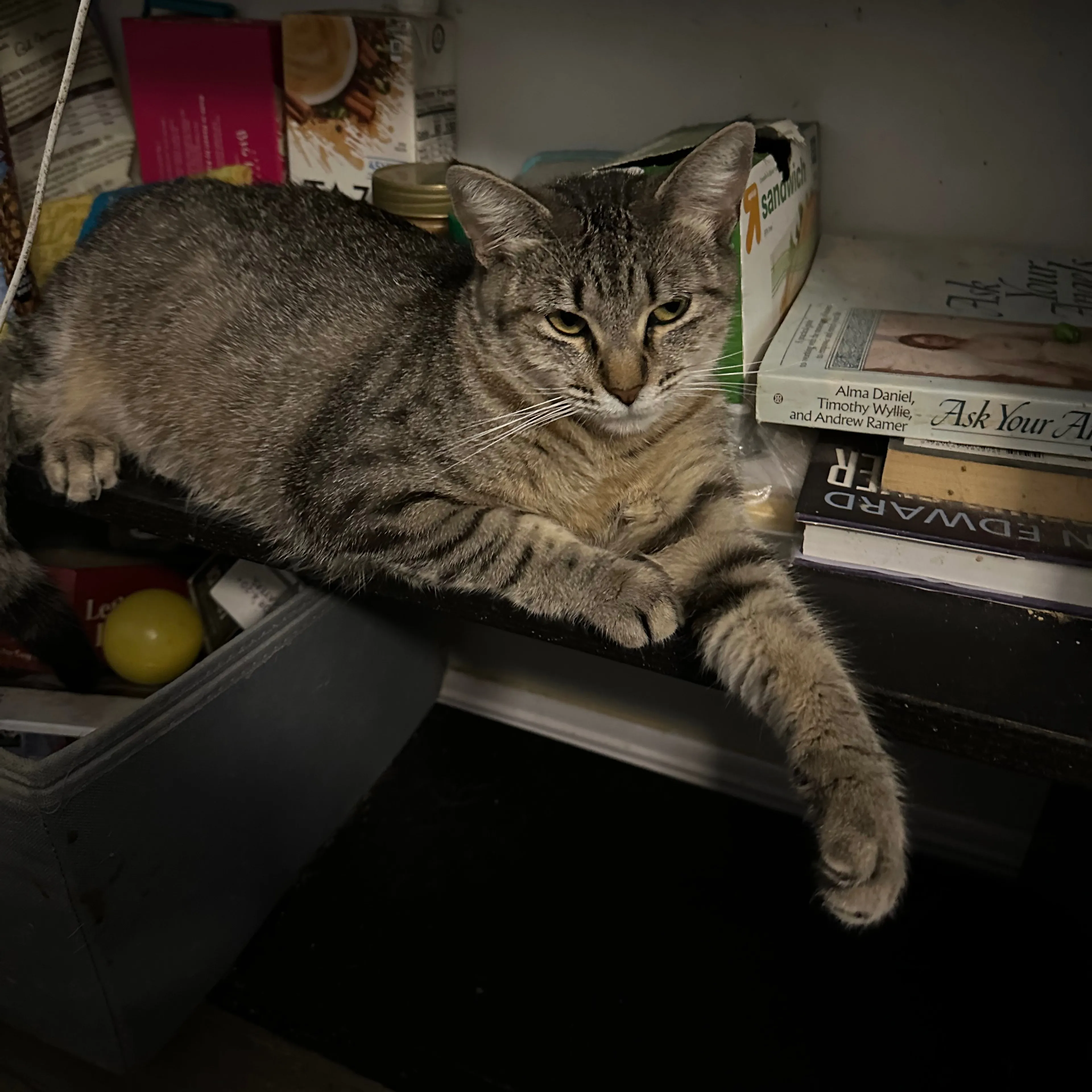 Lost pet-3