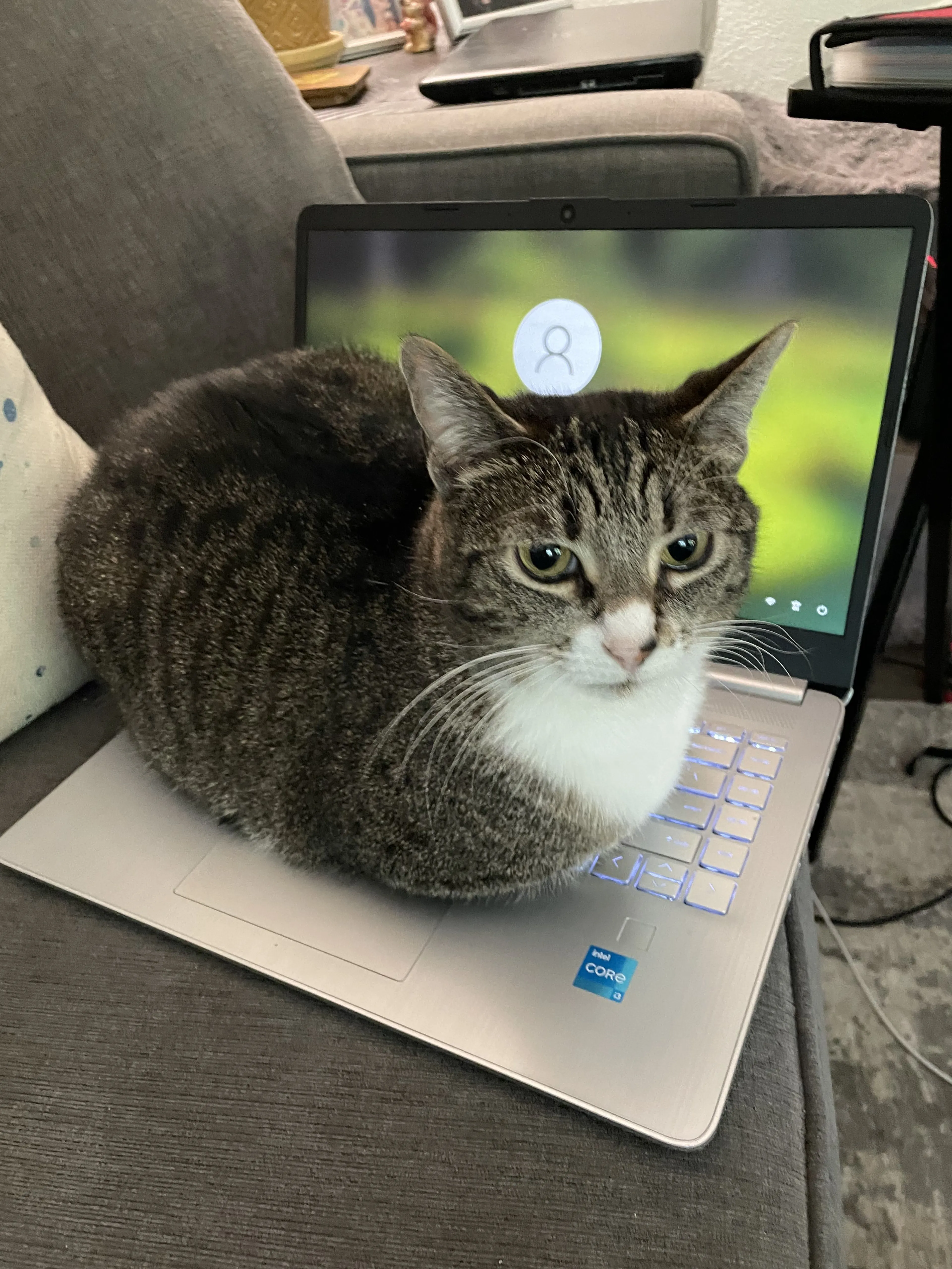 Lost pet-0