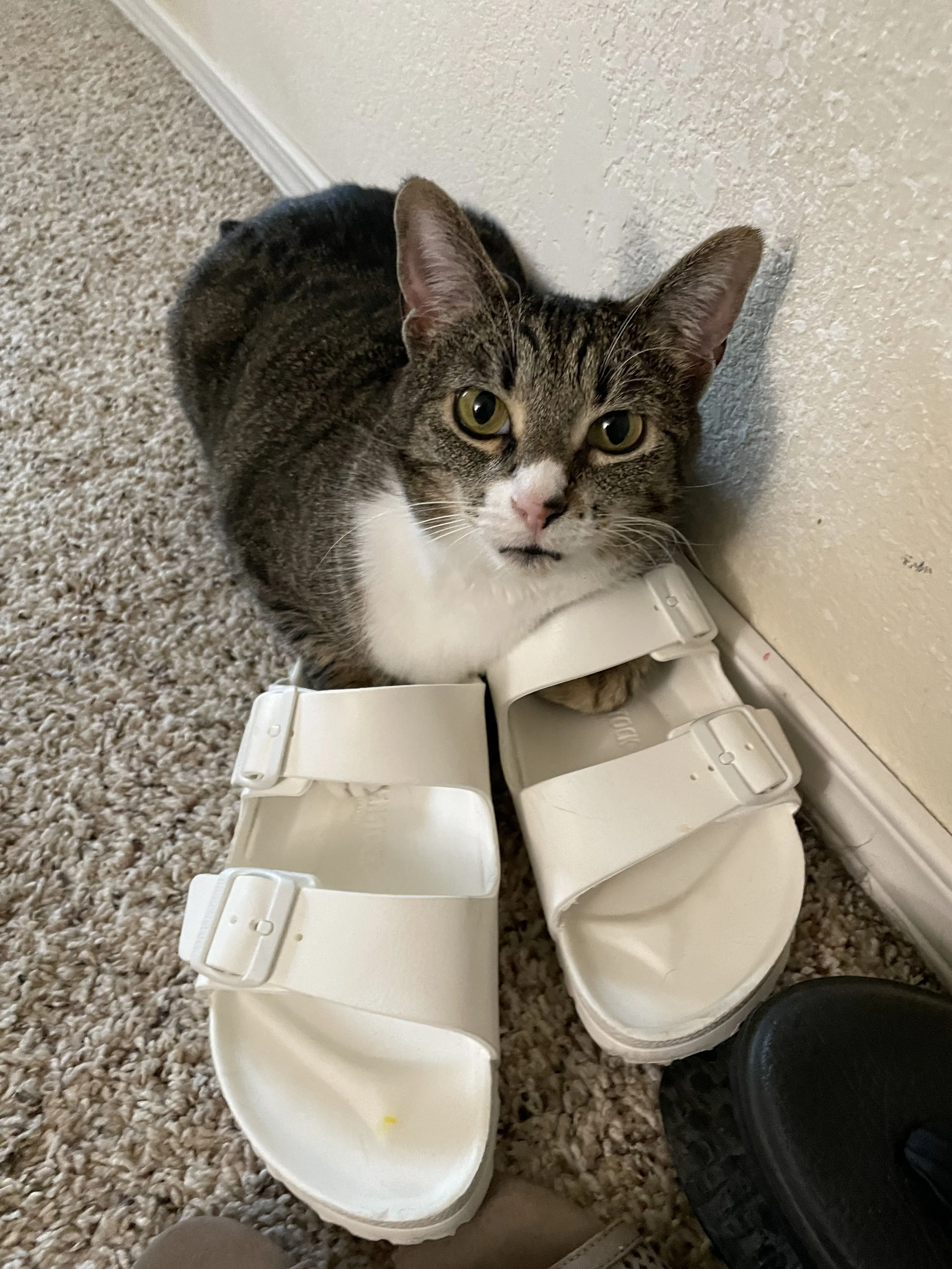 Lost pet-1