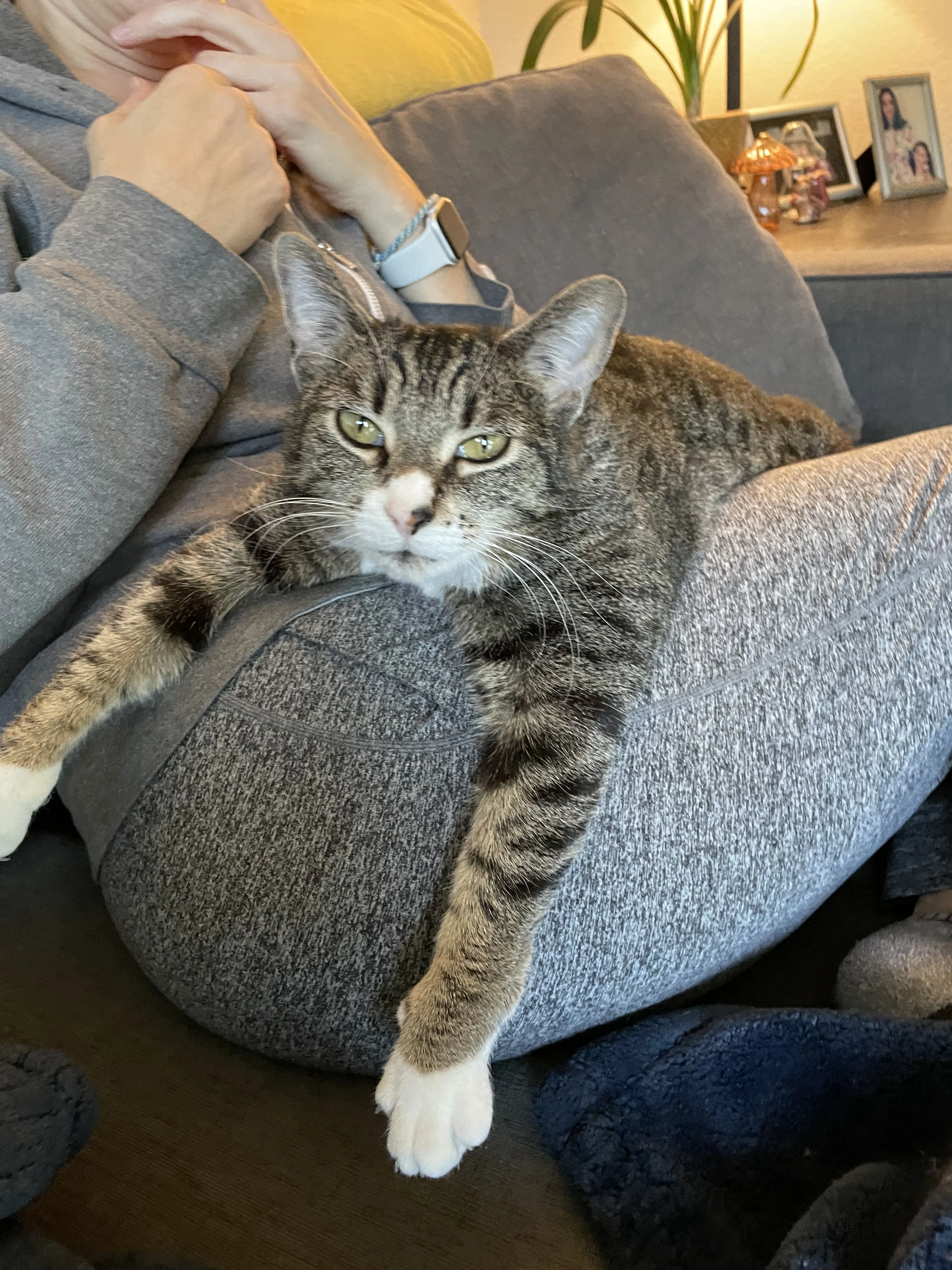 Lost pet-2