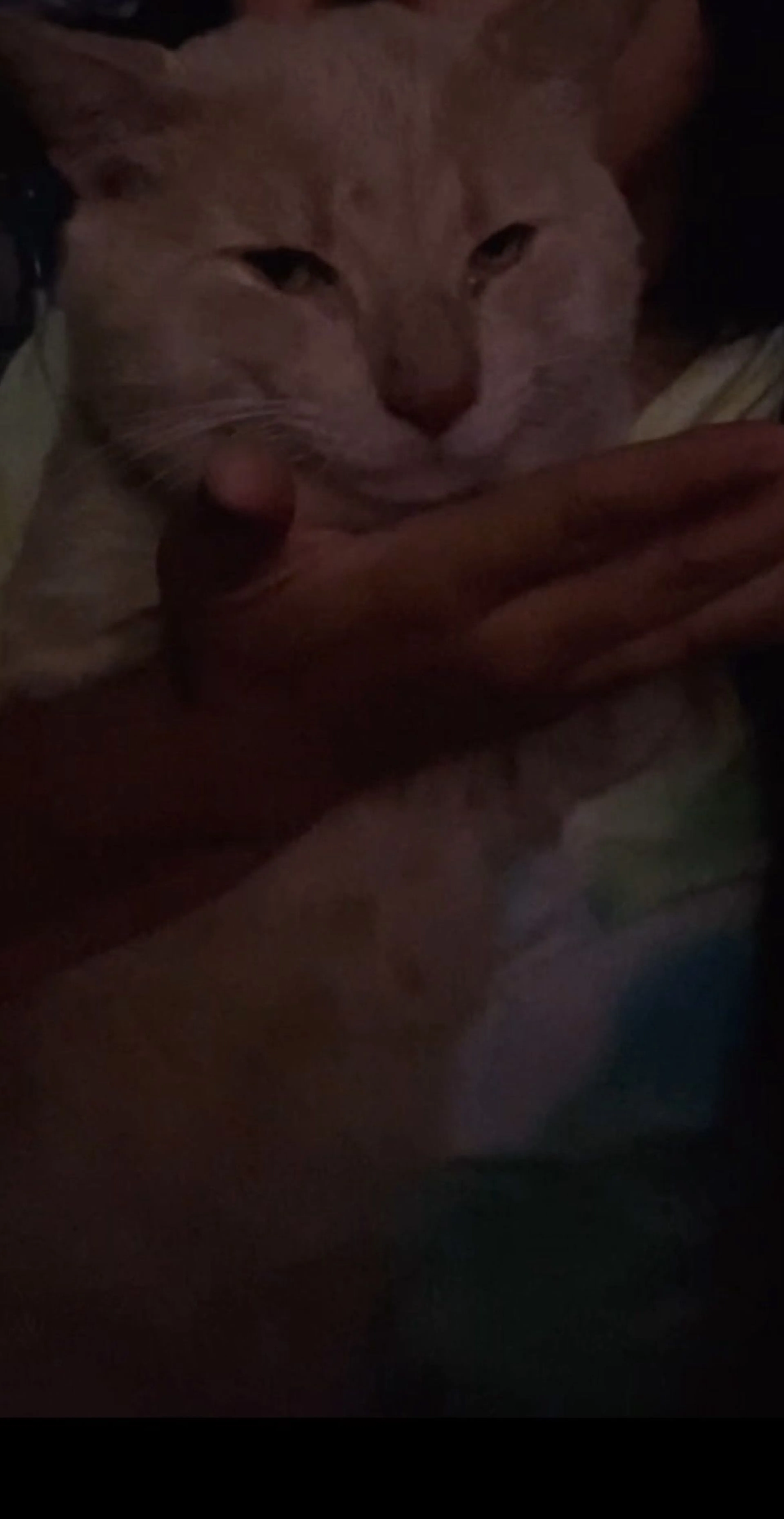 Lost pet