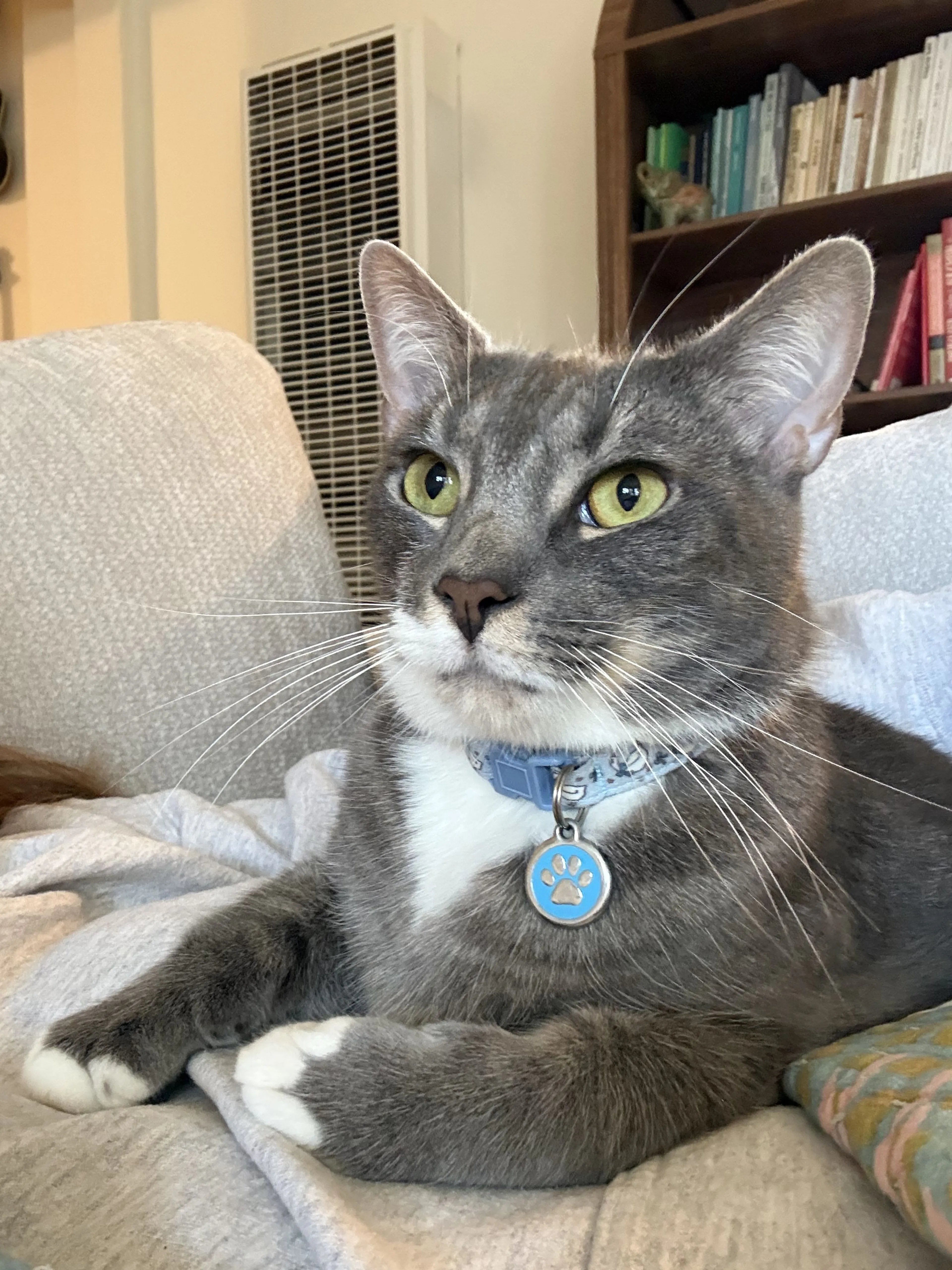 Lost pet-2