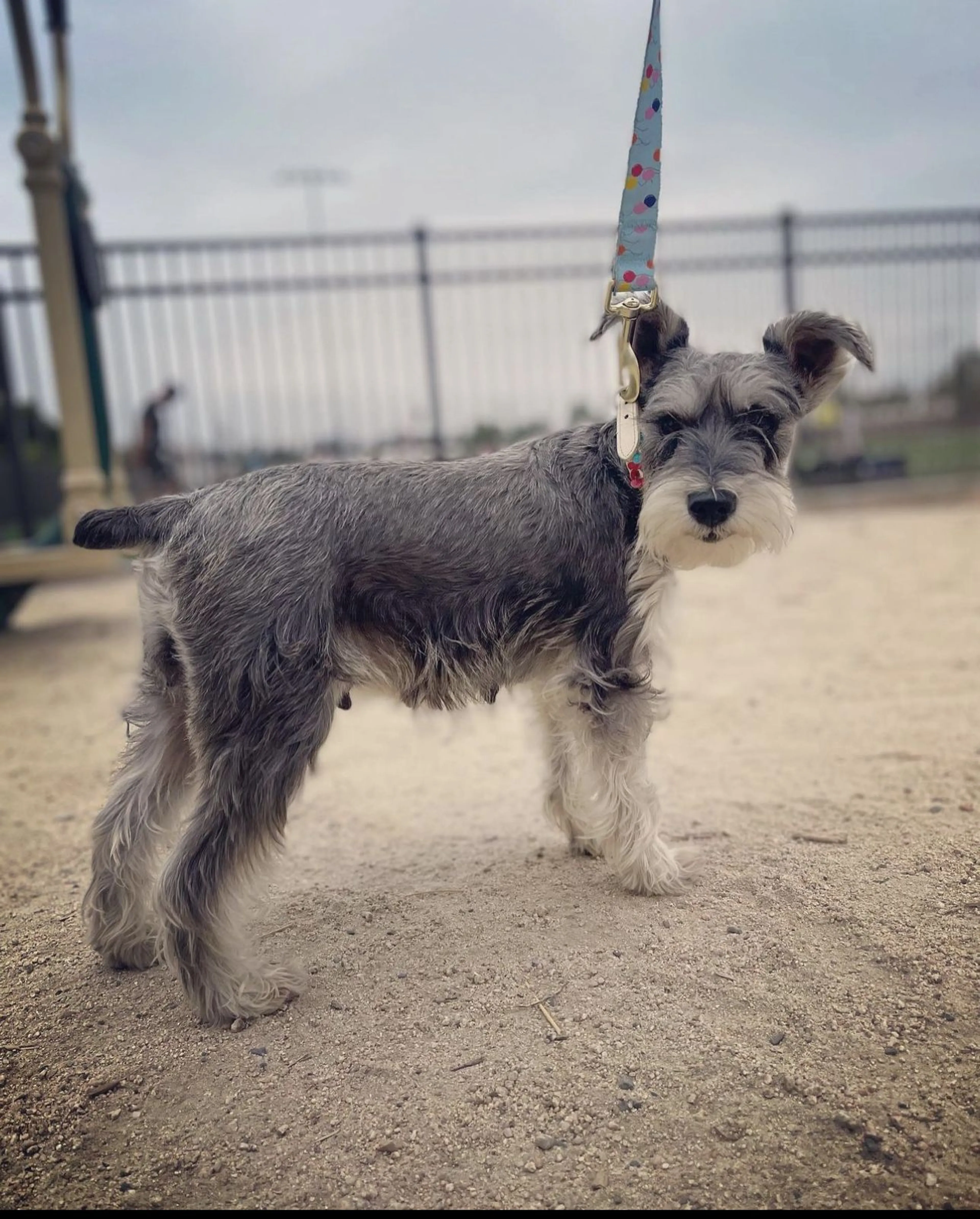 Lost pet