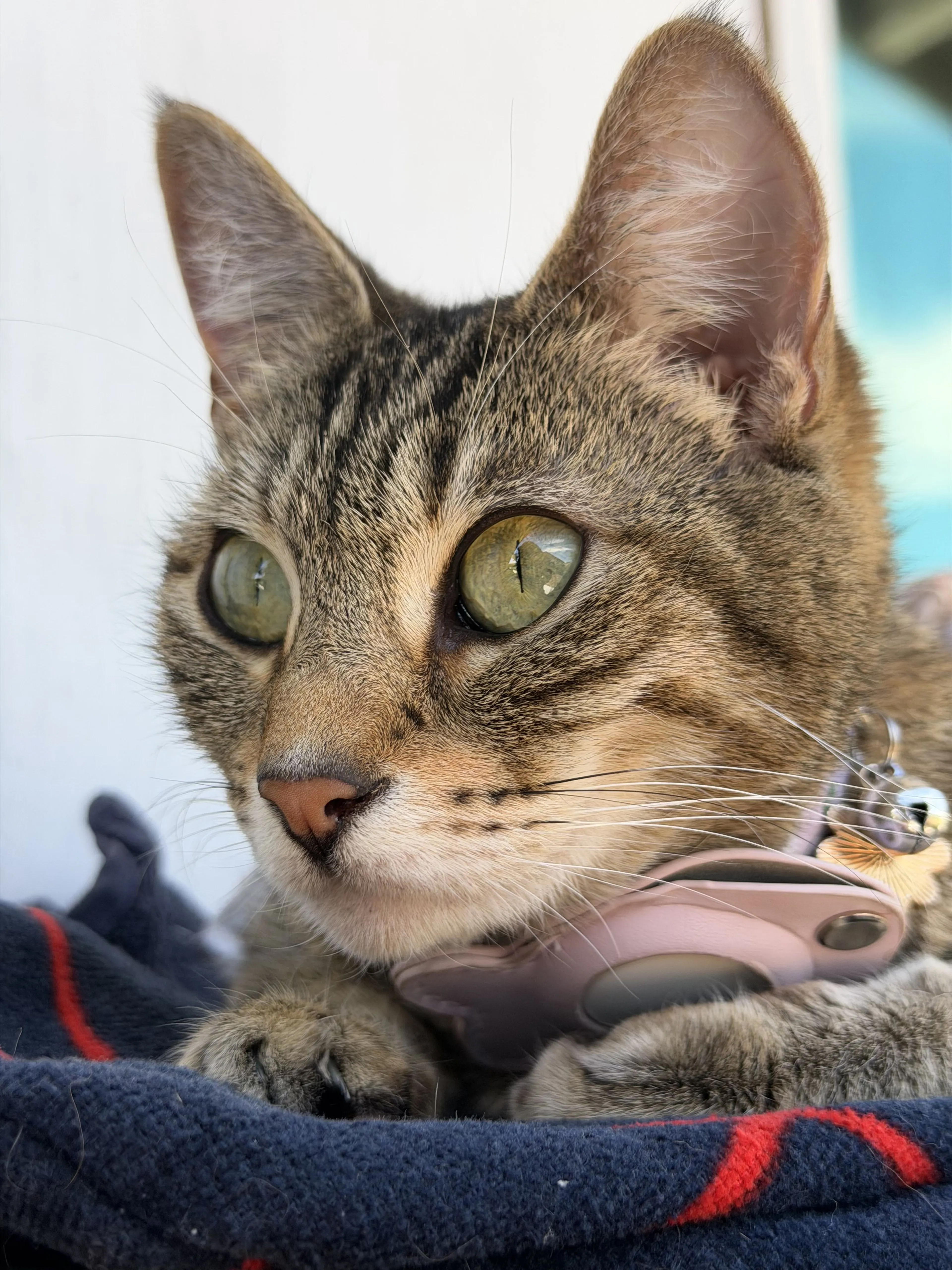 Lost pet-1