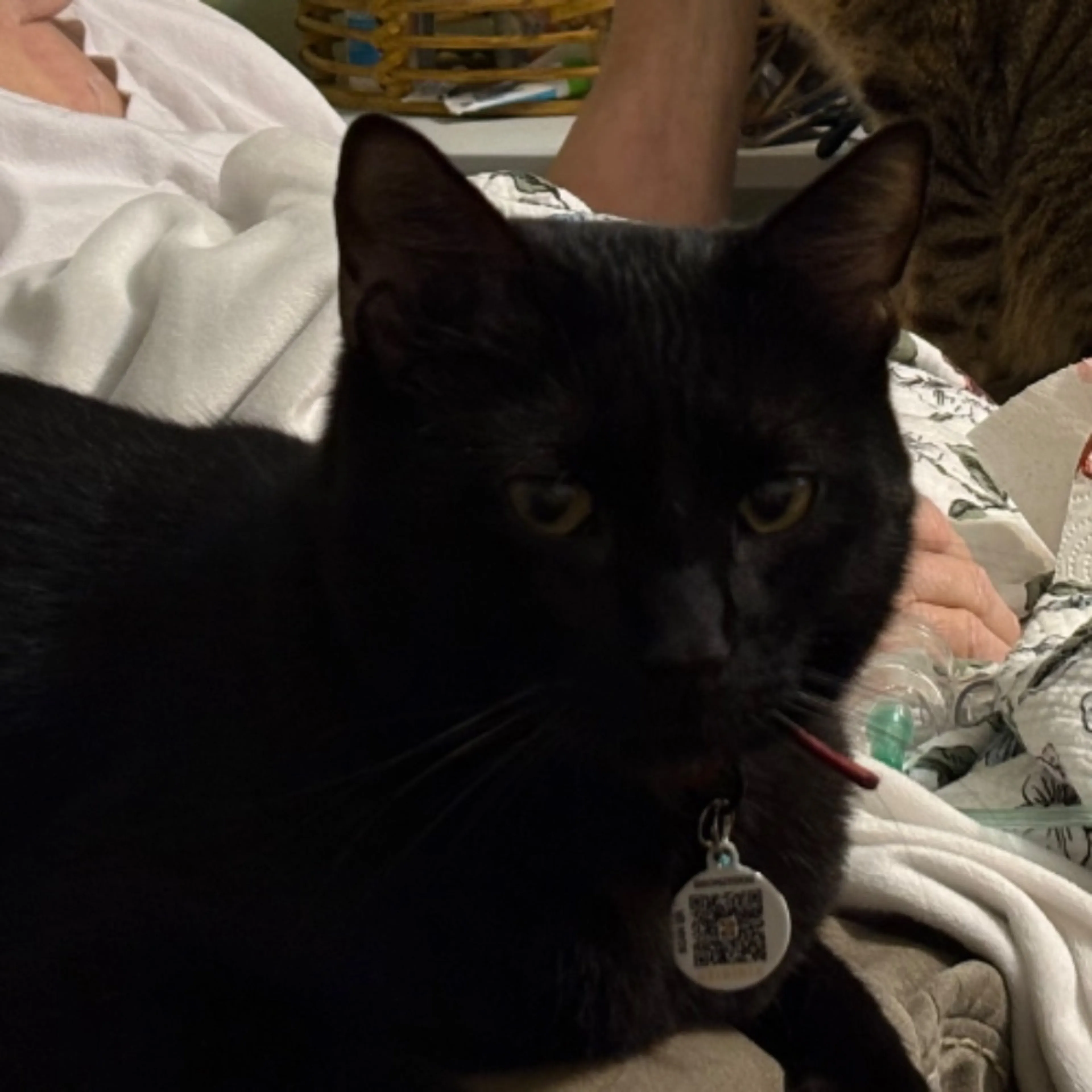 Lost pet-0