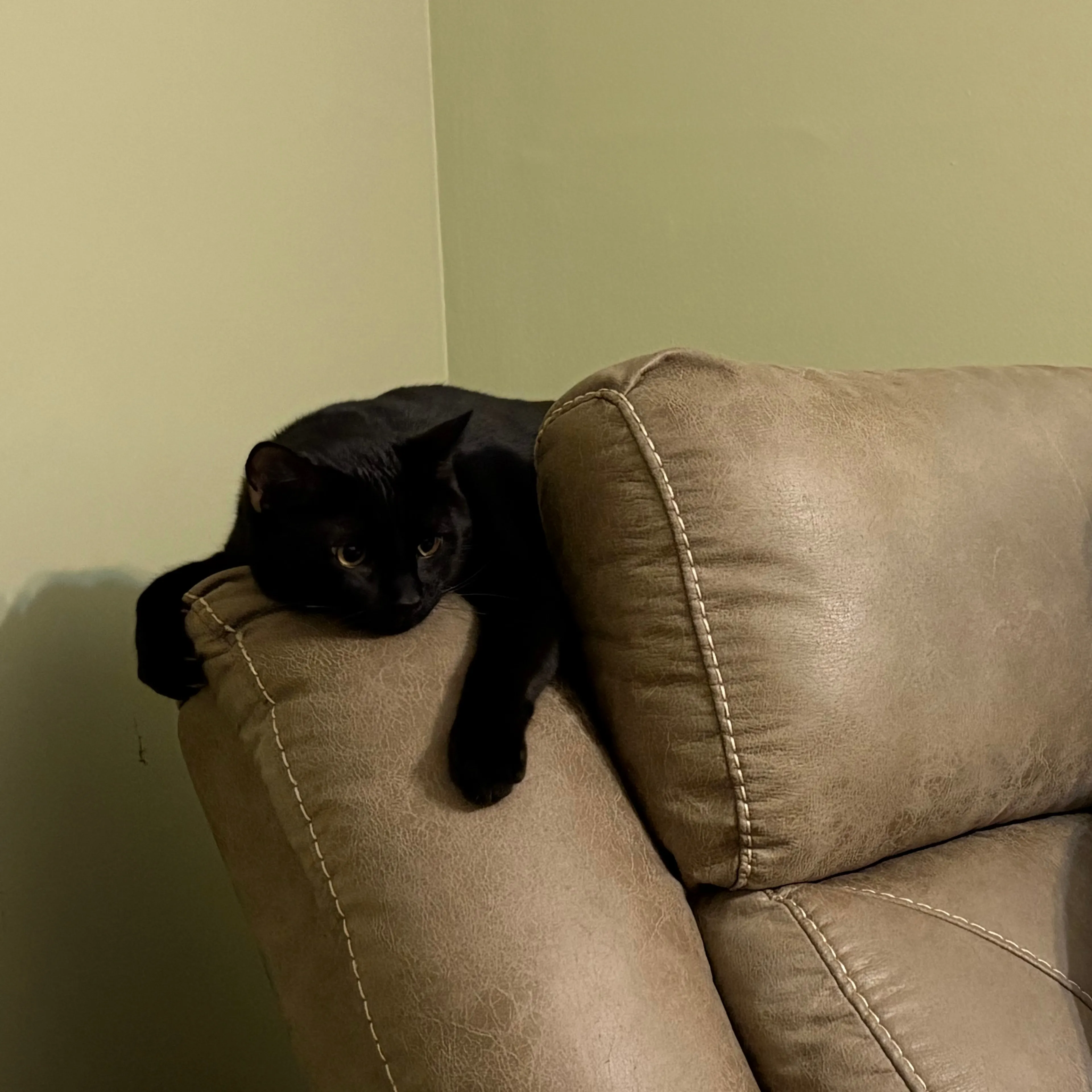 Lost pet-2