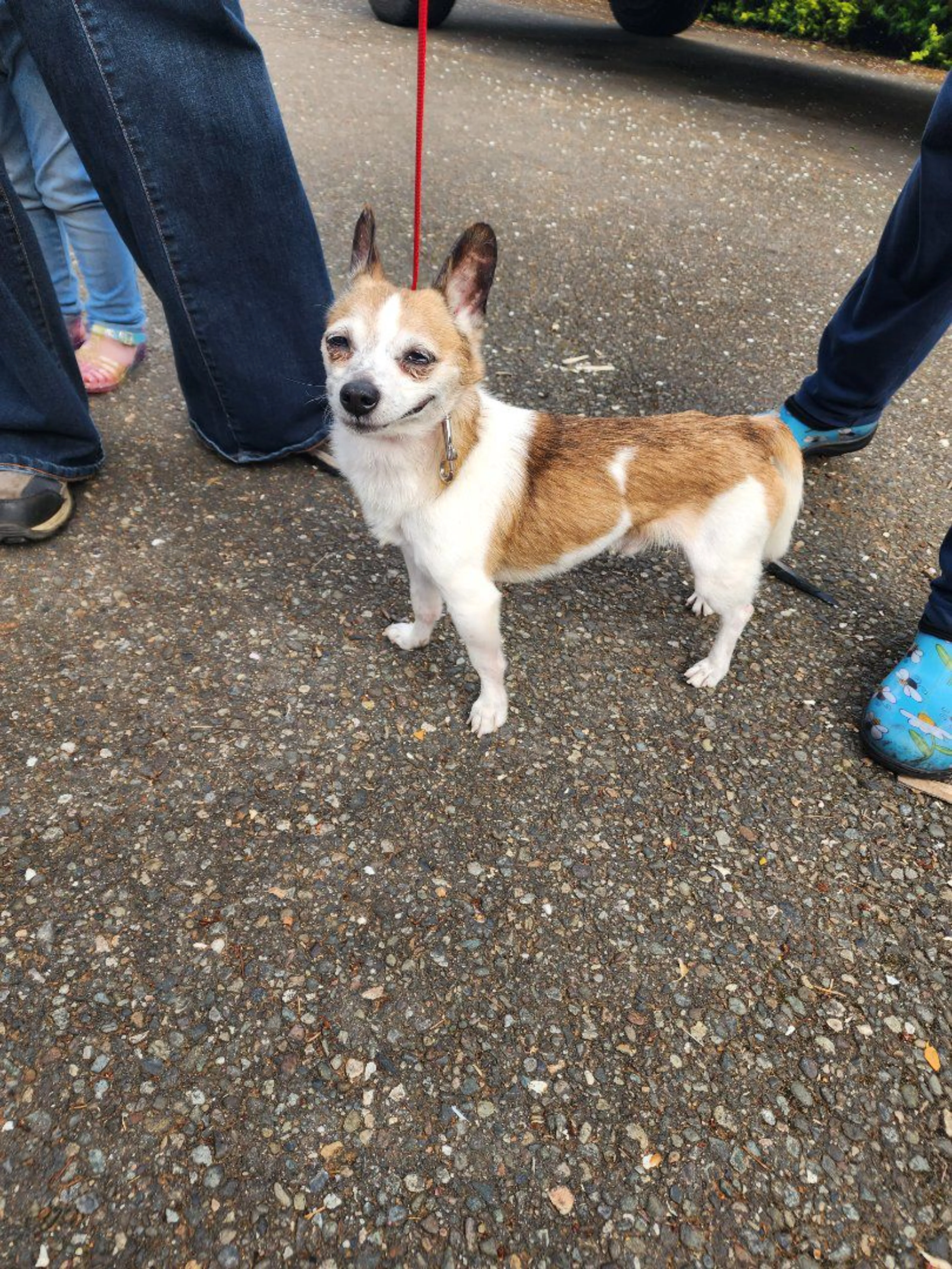 Lost pet